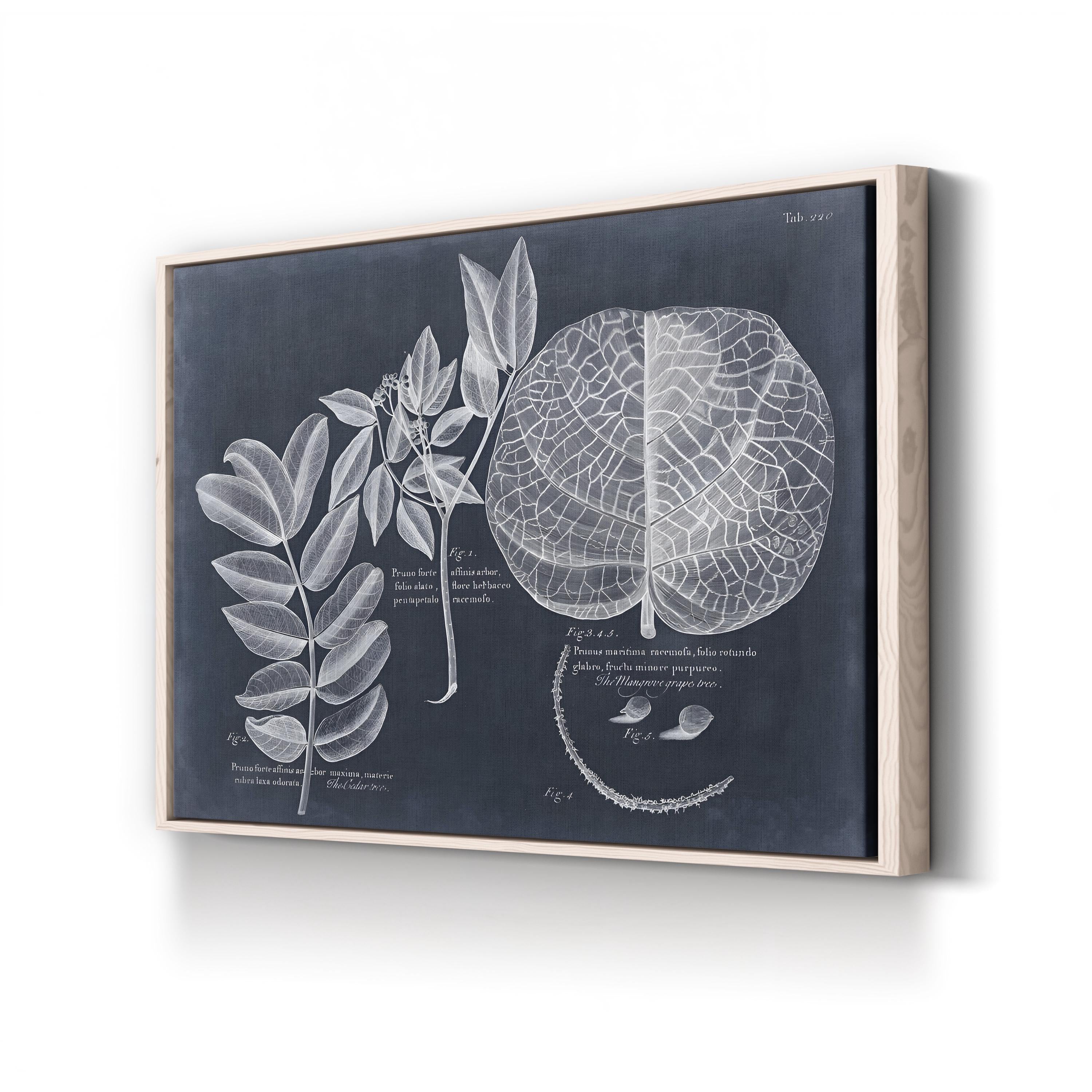 Antique Botanical Leaf Illustration on Navy canvas print in Natural Frame Canvas