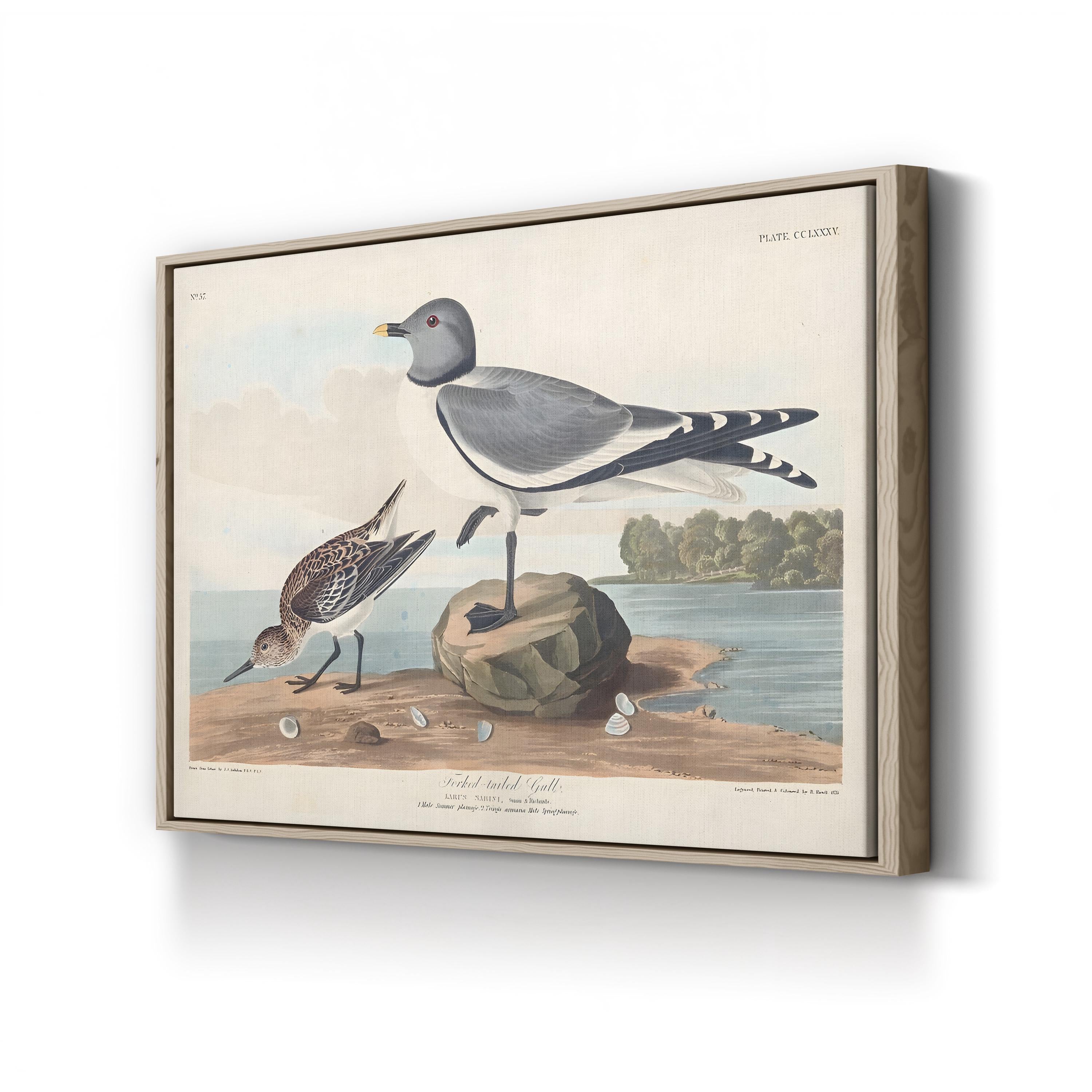 Fork-Tailed Gull Wall Art — John James Audubon Natural History Bird Illustration