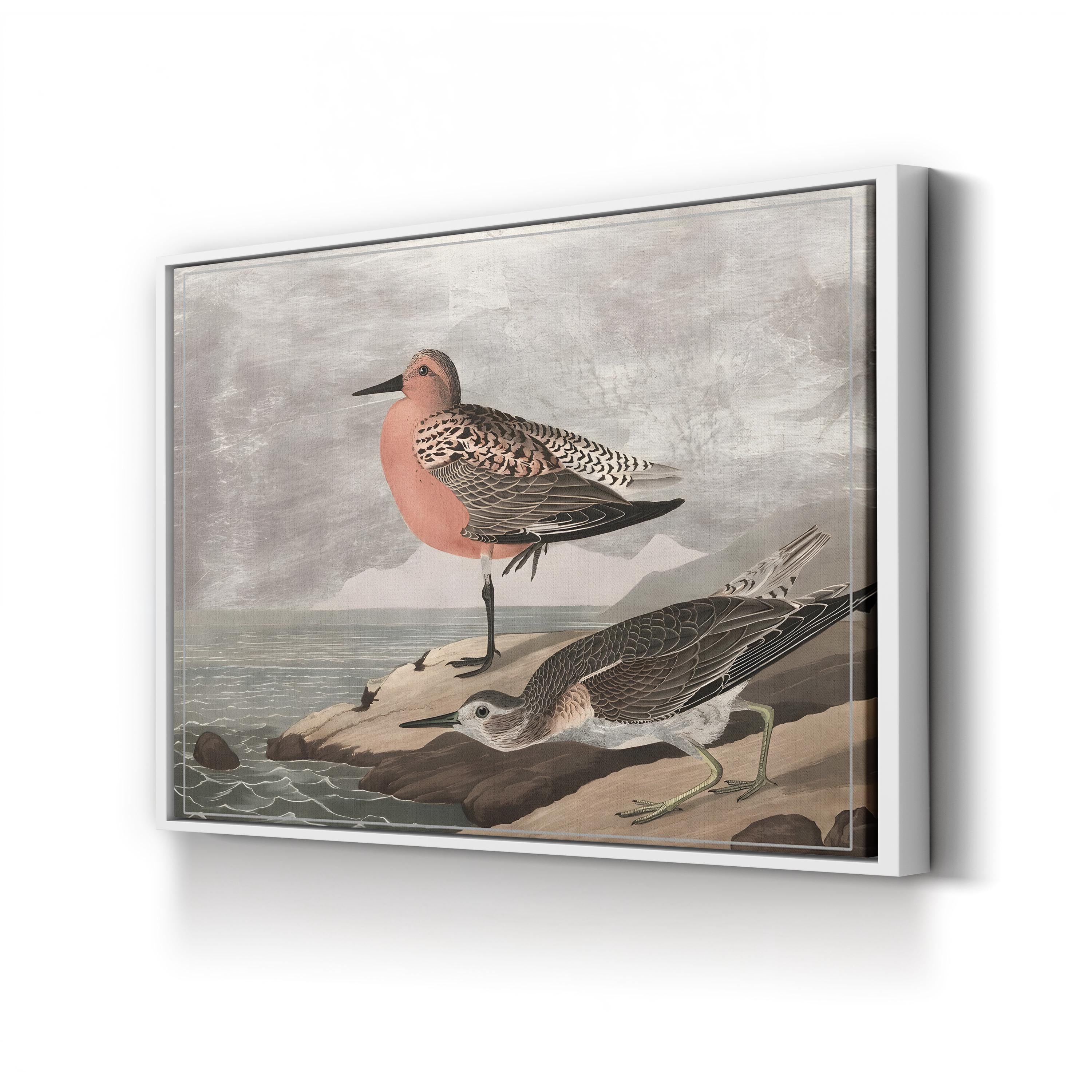 Gilded Sandpipers Canvas Art Print: Vintage Coastal Bird Illustration
