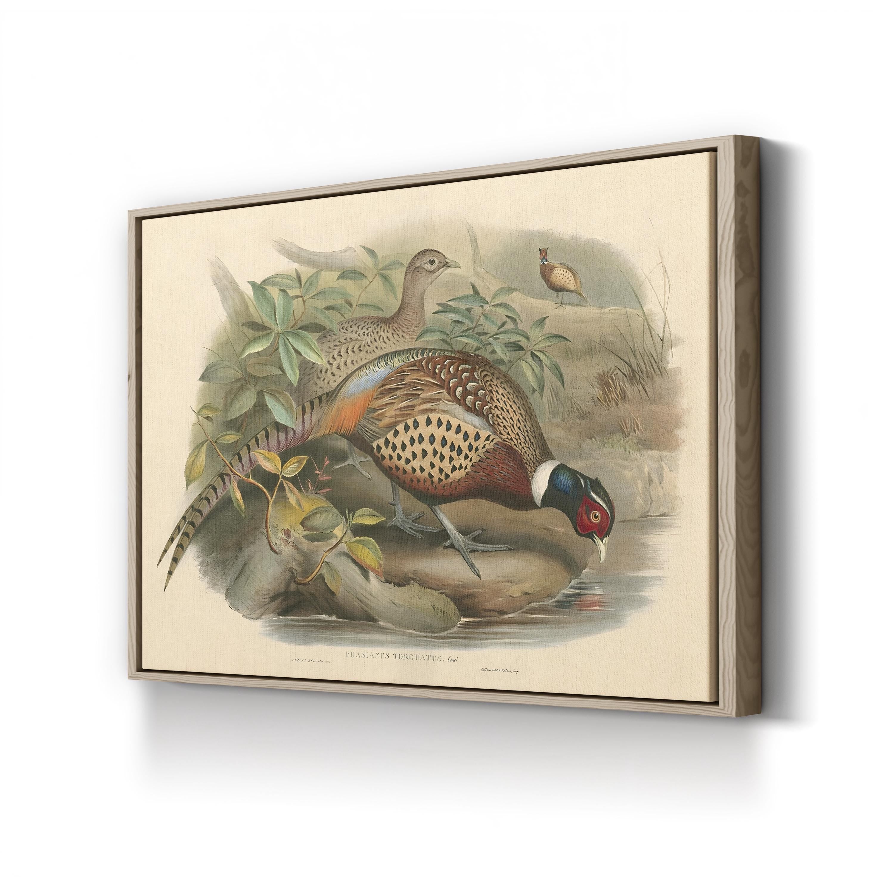 Gould Pheasants I Wall Art | John Gould Vintage Bird Illustration Canvas Print