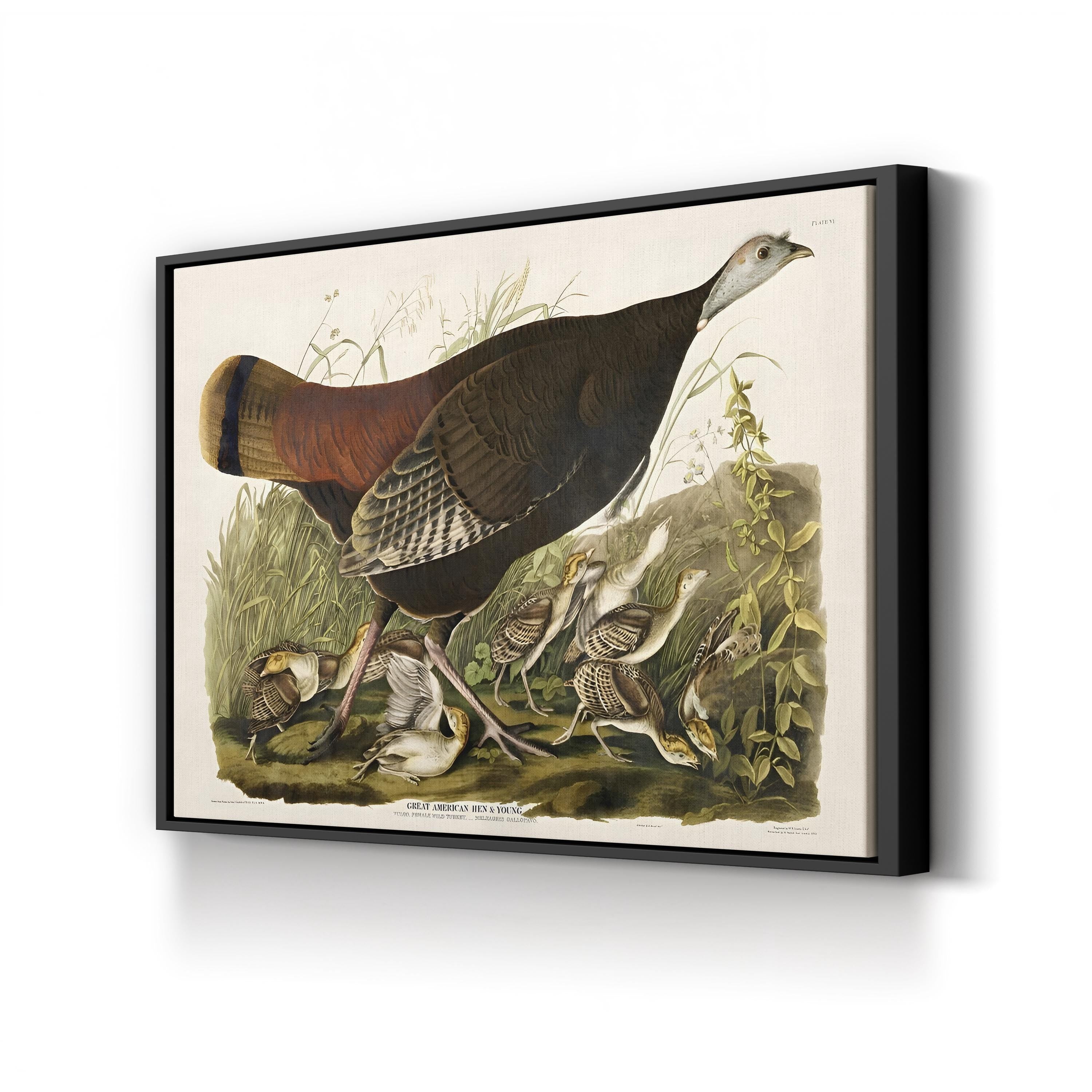 Vintage American Pheasant – Period Illustration Wall Art | Wildlife Canvas Print
