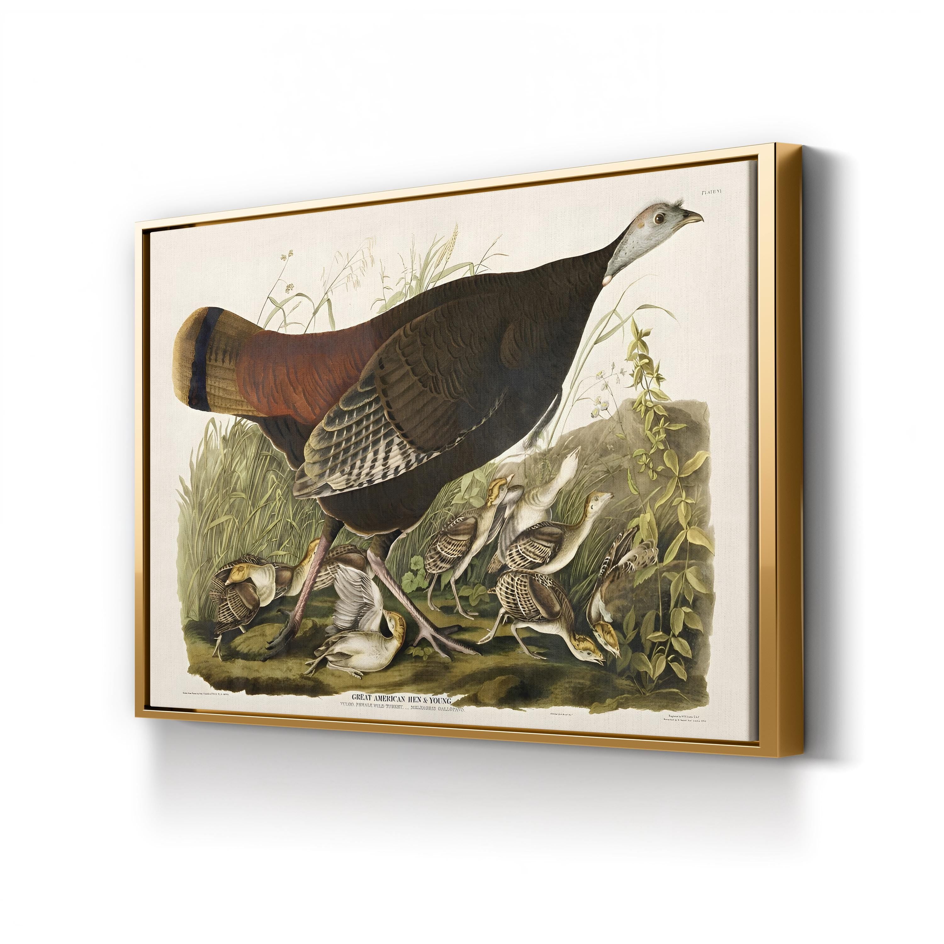 Vintage American Pheasant – Period Illustration Wall Art | Wildlife Canvas Print