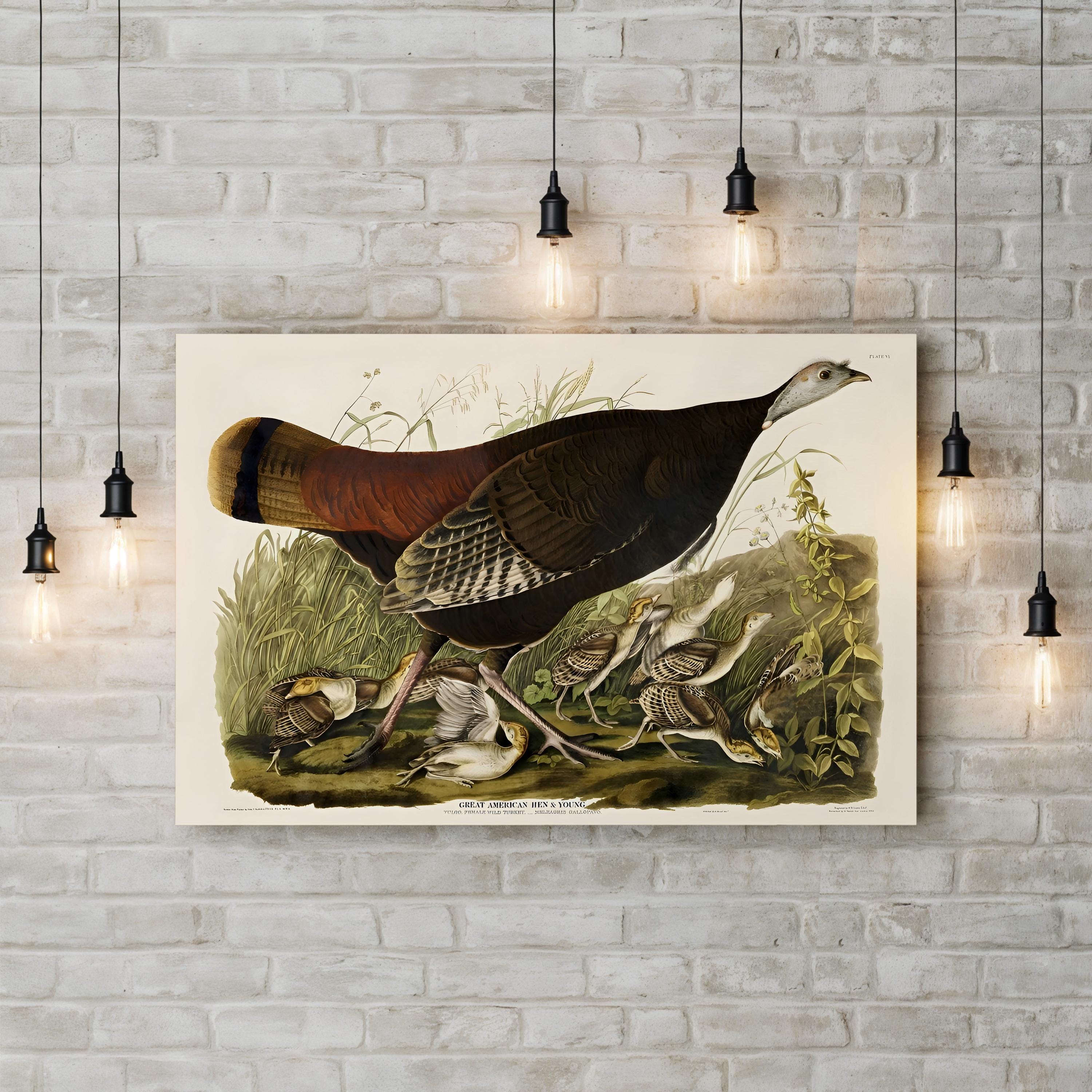 Vintage American Pheasant – Period Illustration Wall Art | Wildlife Canvas Print