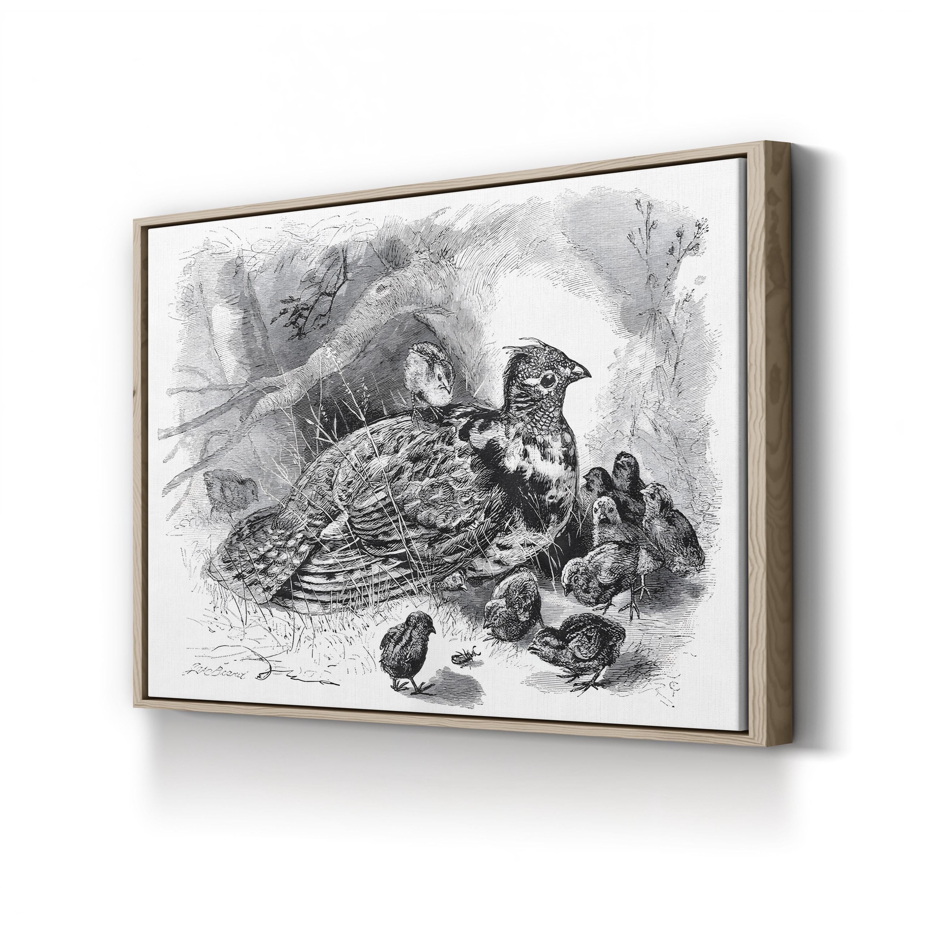 Grouse and Young – Framed Vintage Wildlife Engraving Canvas Art by James Carter Beard