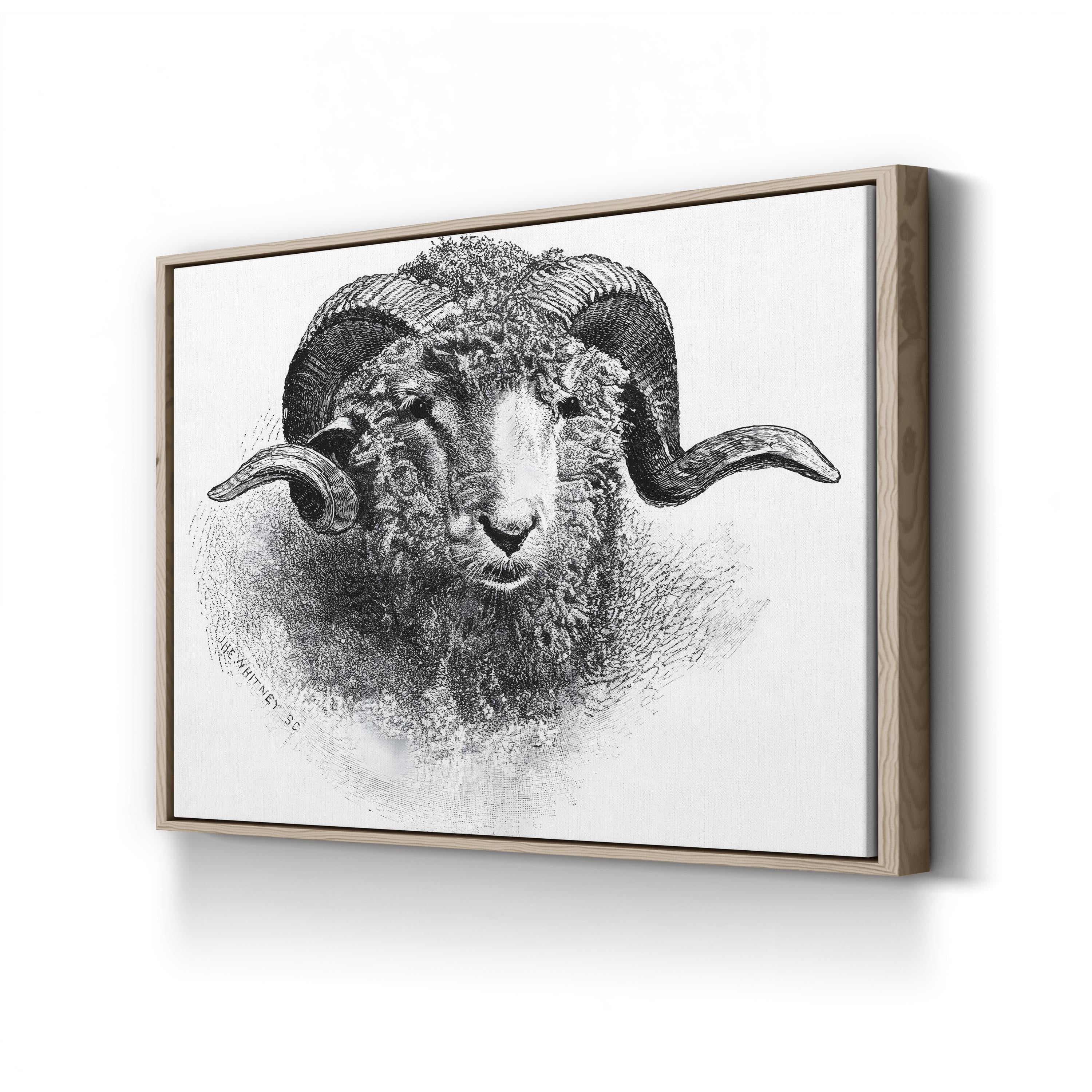 Head of a Merino Ram, 19th Century Wall Art | Vintage Black and White Animal Engraving Print