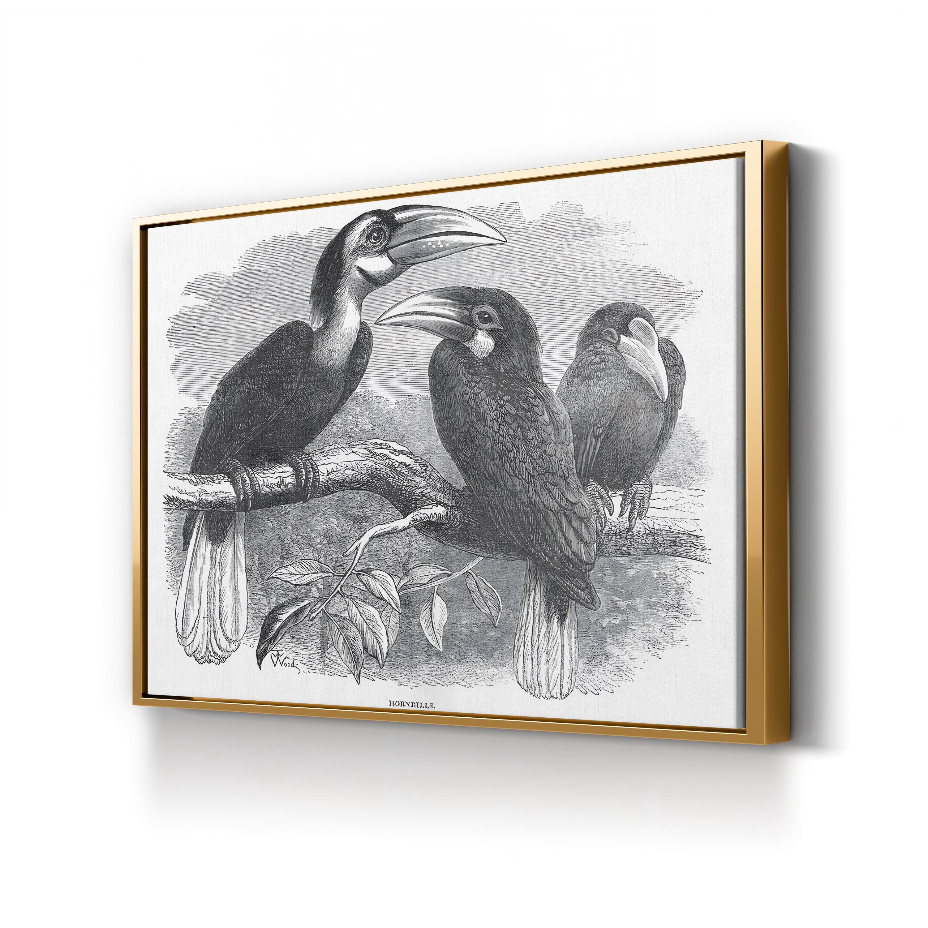 Hornbills, 19th Century – Period Illustration Wall Art | Exotic Bird Engraving Canvas Print