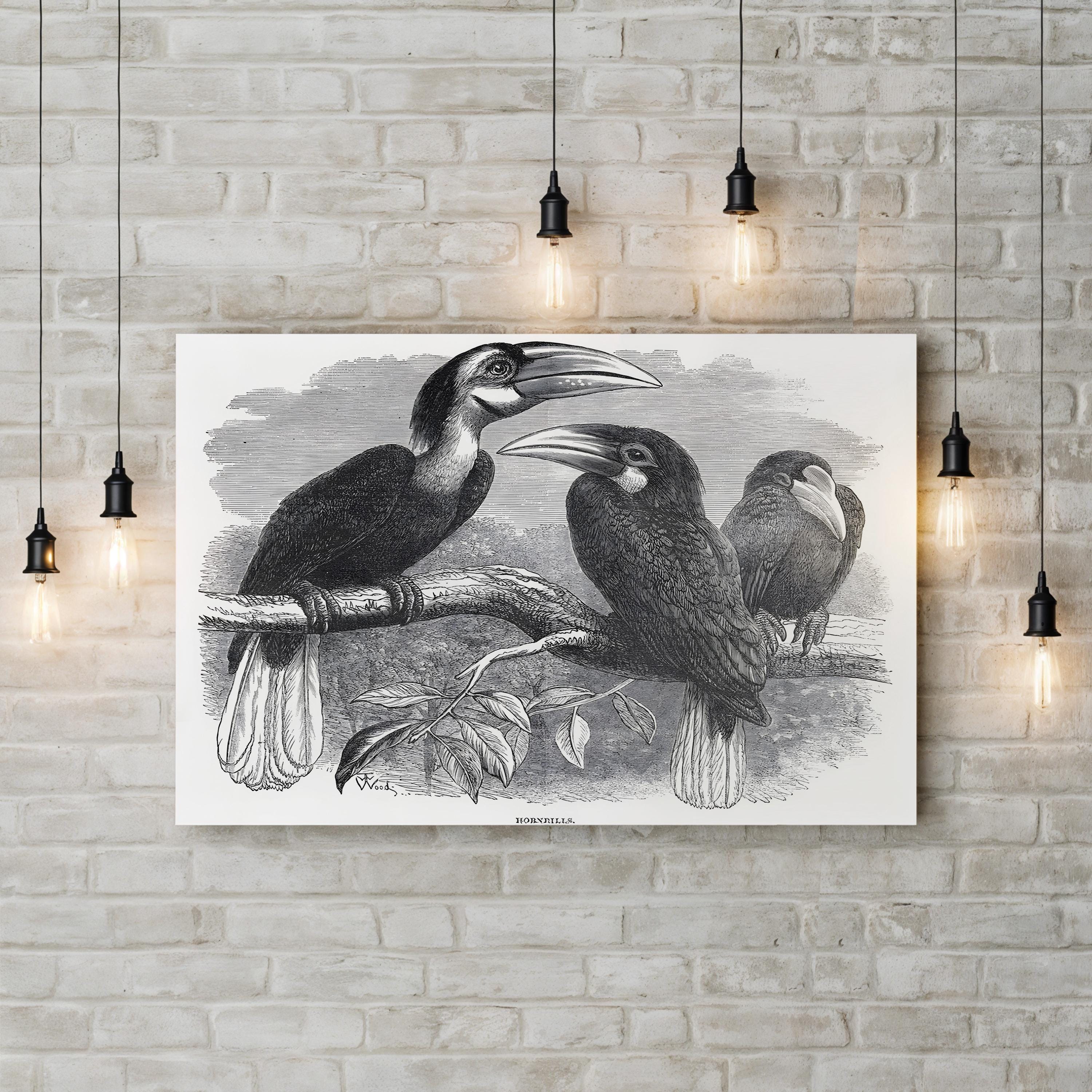 Hornbills, 19th Century – Period Illustration Wall Art | Exotic Bird Engraving Canvas Print
