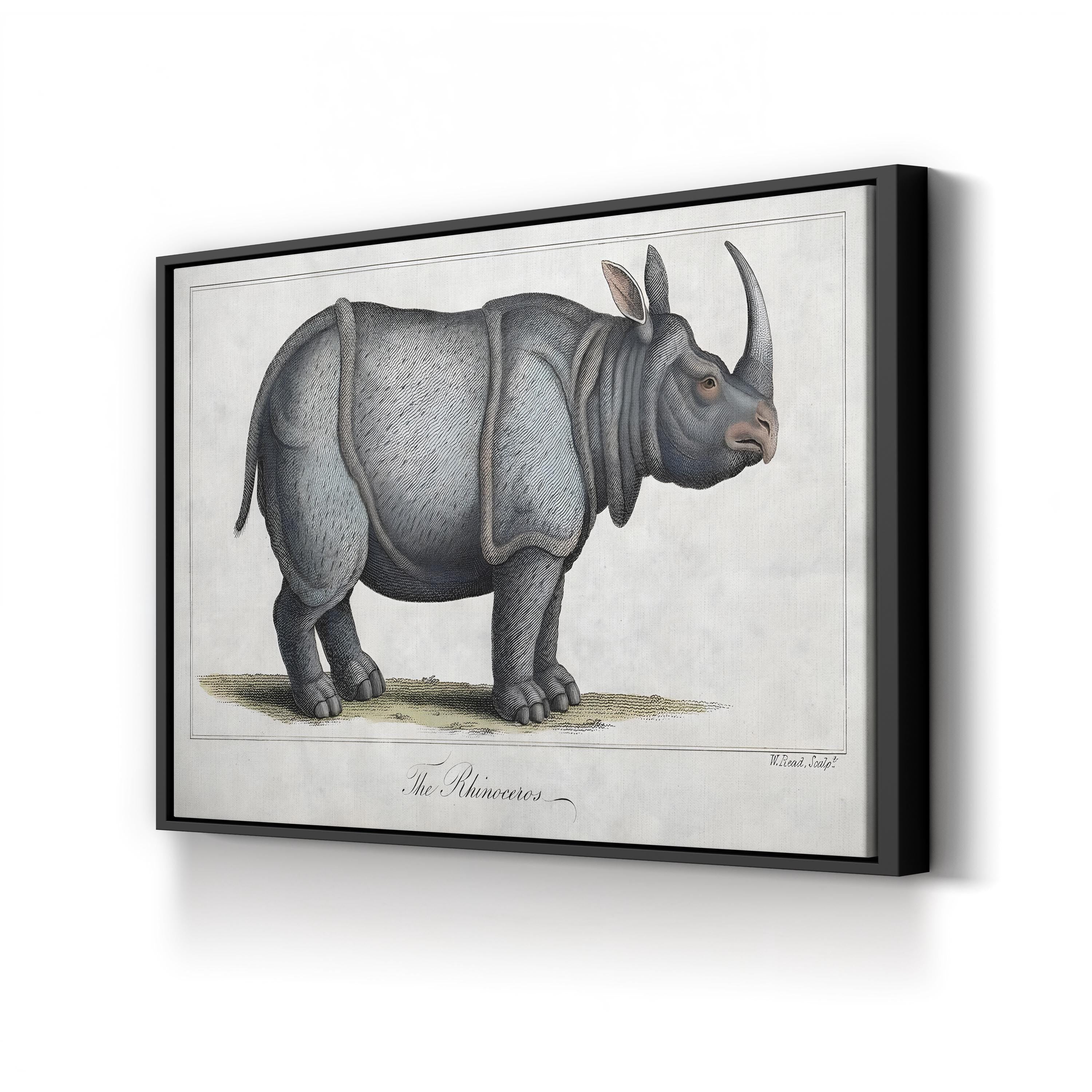 Vintage Rhinoceros Engraving – Period Illustration Wall Art | Antique Wildlife Canvas Print