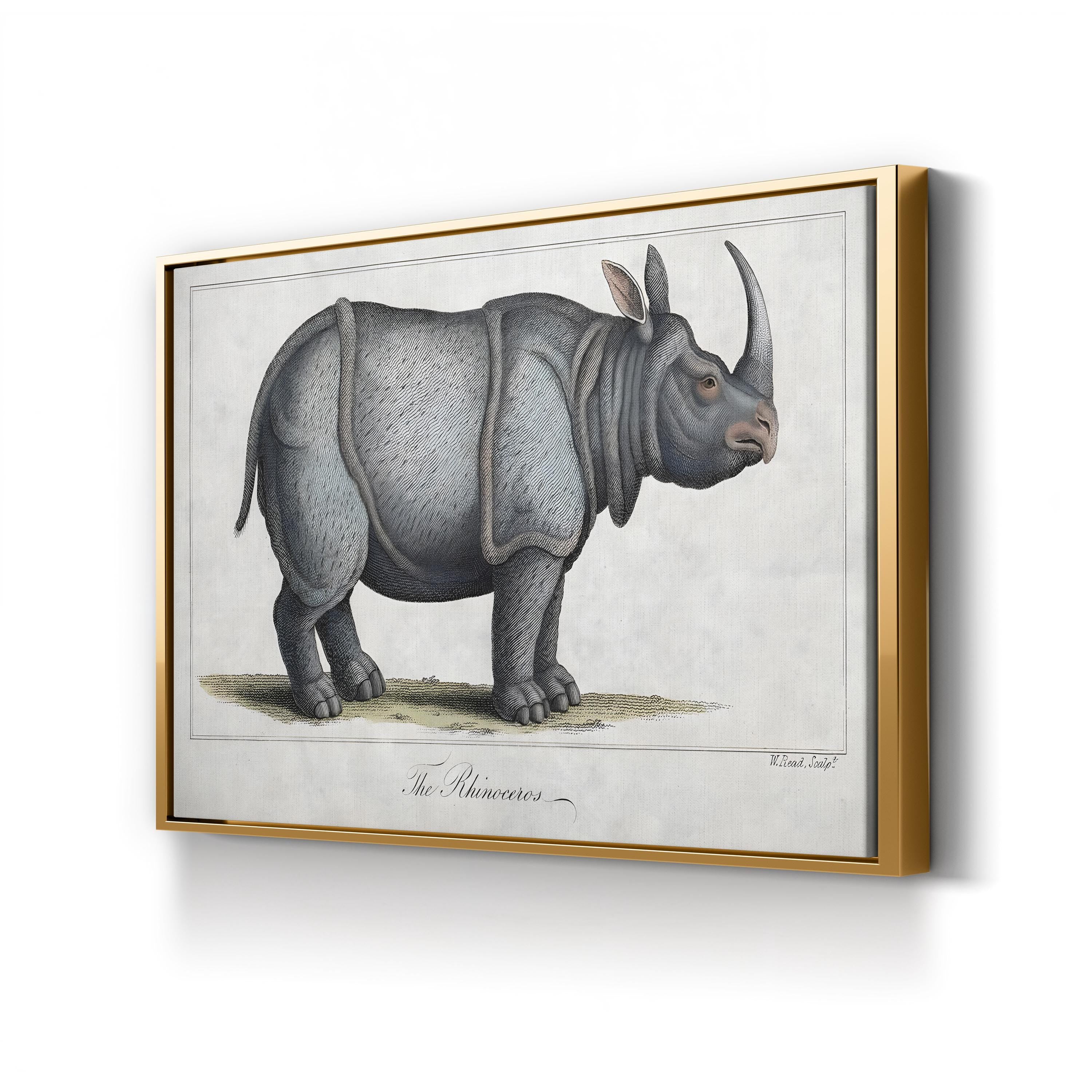 Vintage Rhinoceros Engraving – Period Illustration Wall Art | Antique Wildlife Canvas Print