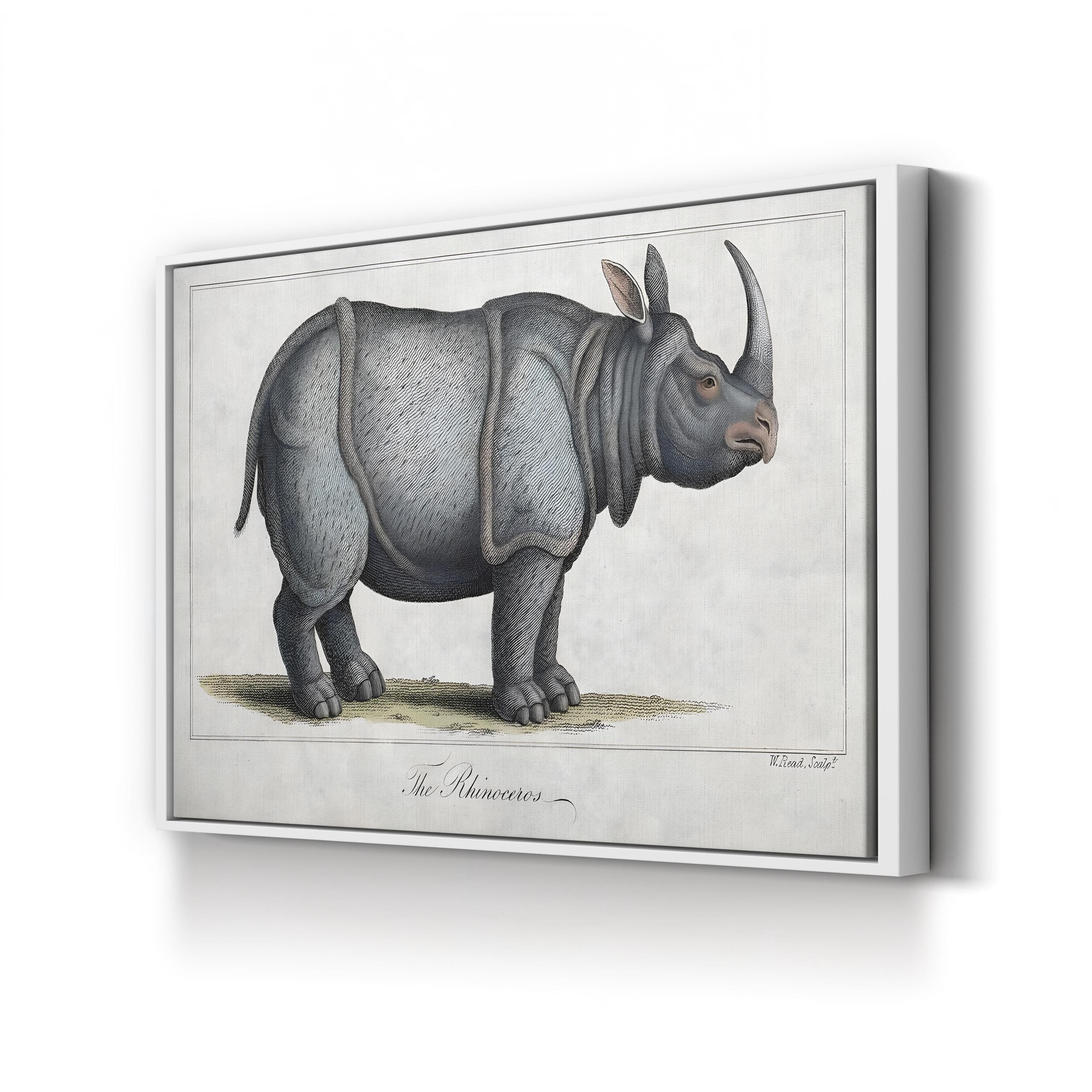 Vintage Rhinoceros Engraving – Period Illustration Wall Art | Antique Wildlife Canvas Print