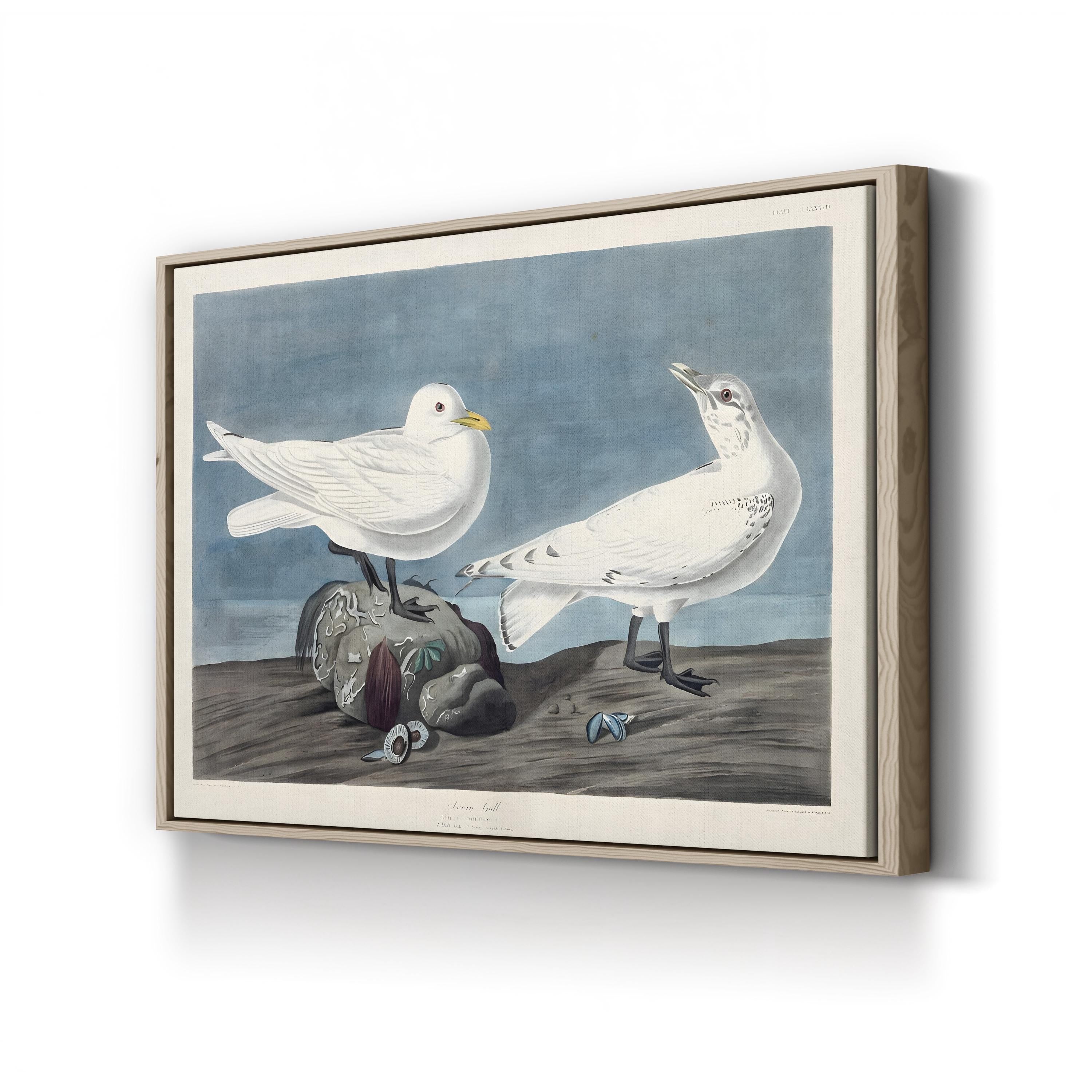 Ivory Gull – John James Audubon Wall Art | 19th-Century Bird Canvas Print