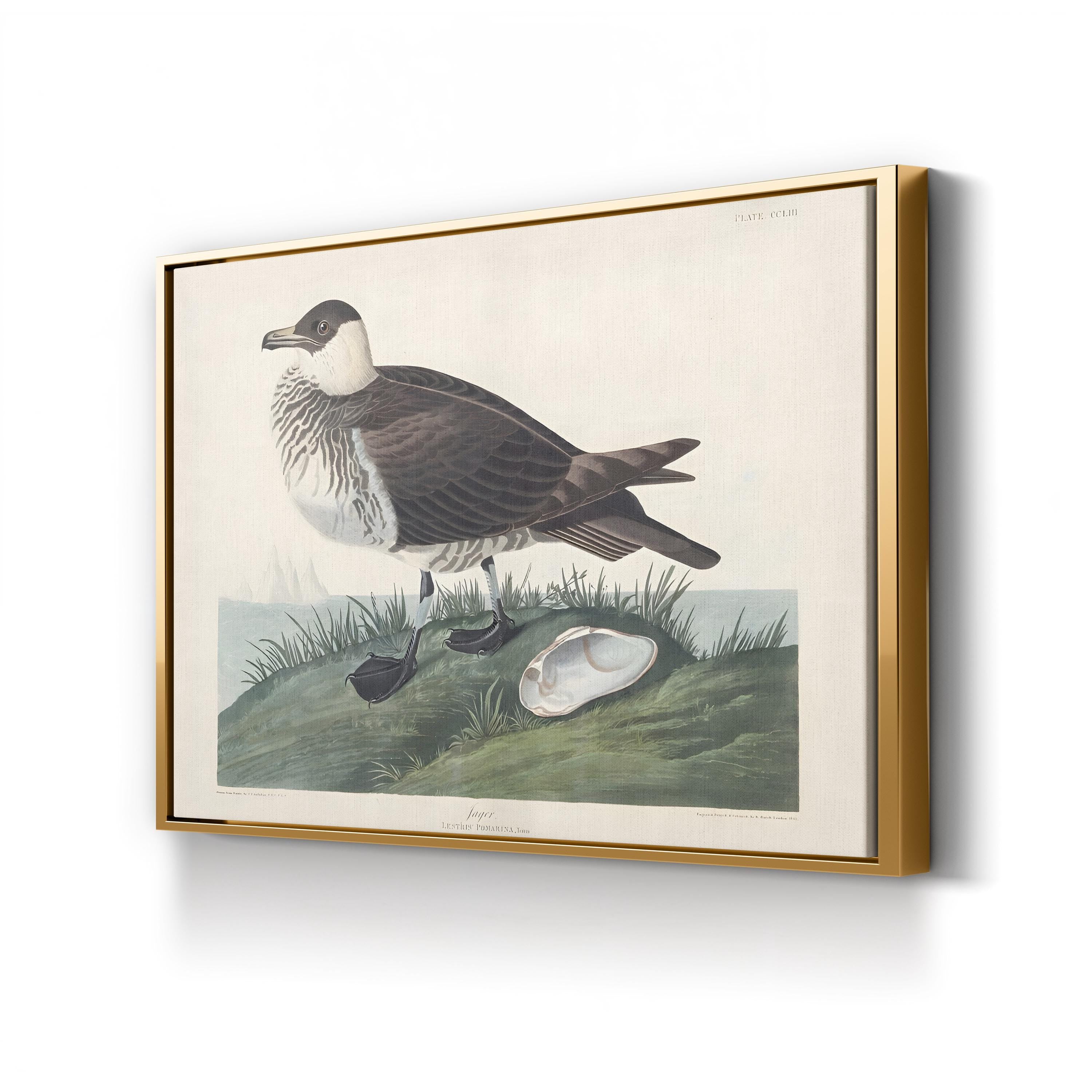 Pomarine Jager, by John James Audubon canvas print in gold frame