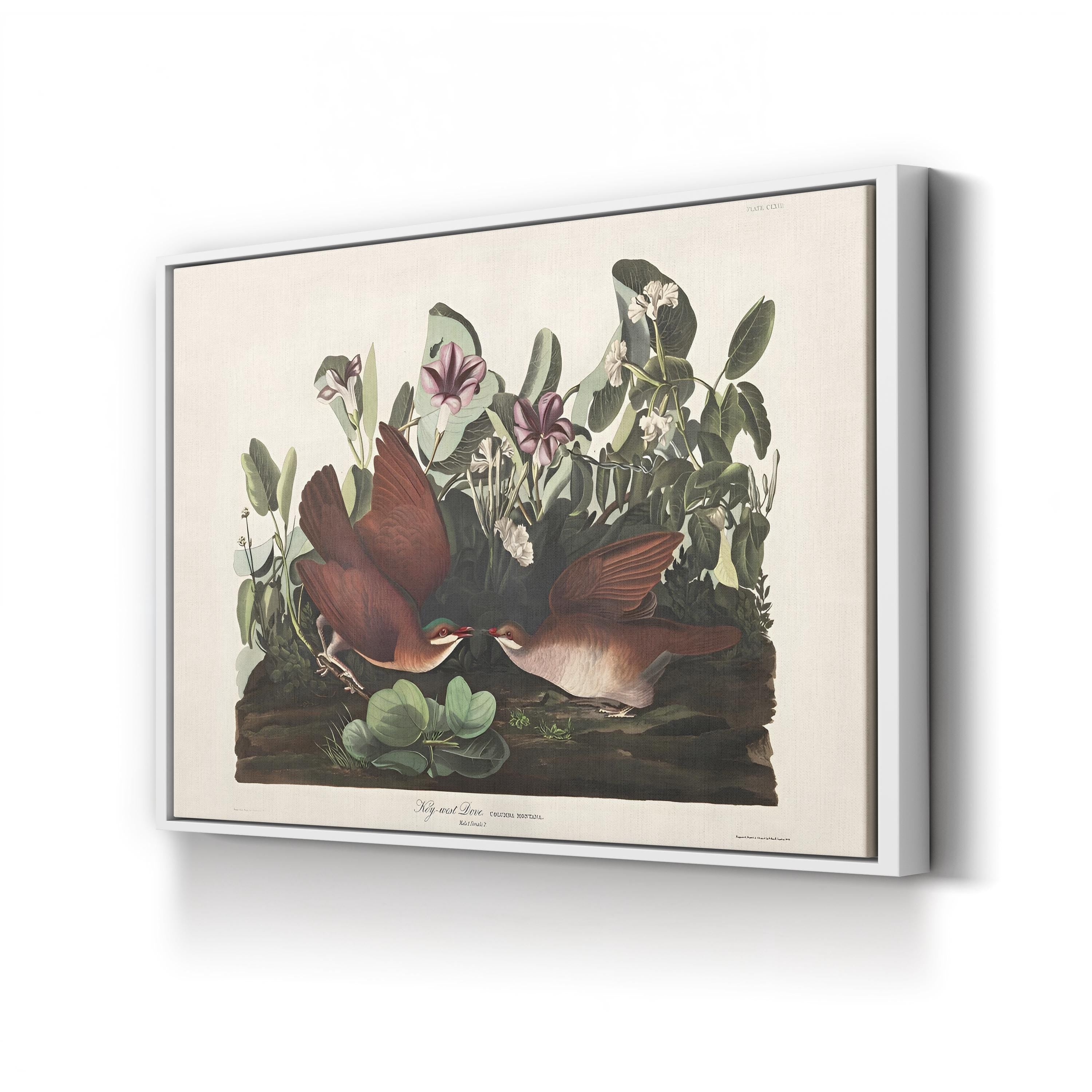 Key West Pigeon Wall Art by John James Audubon | Vintage American Bird Illustration Canvas