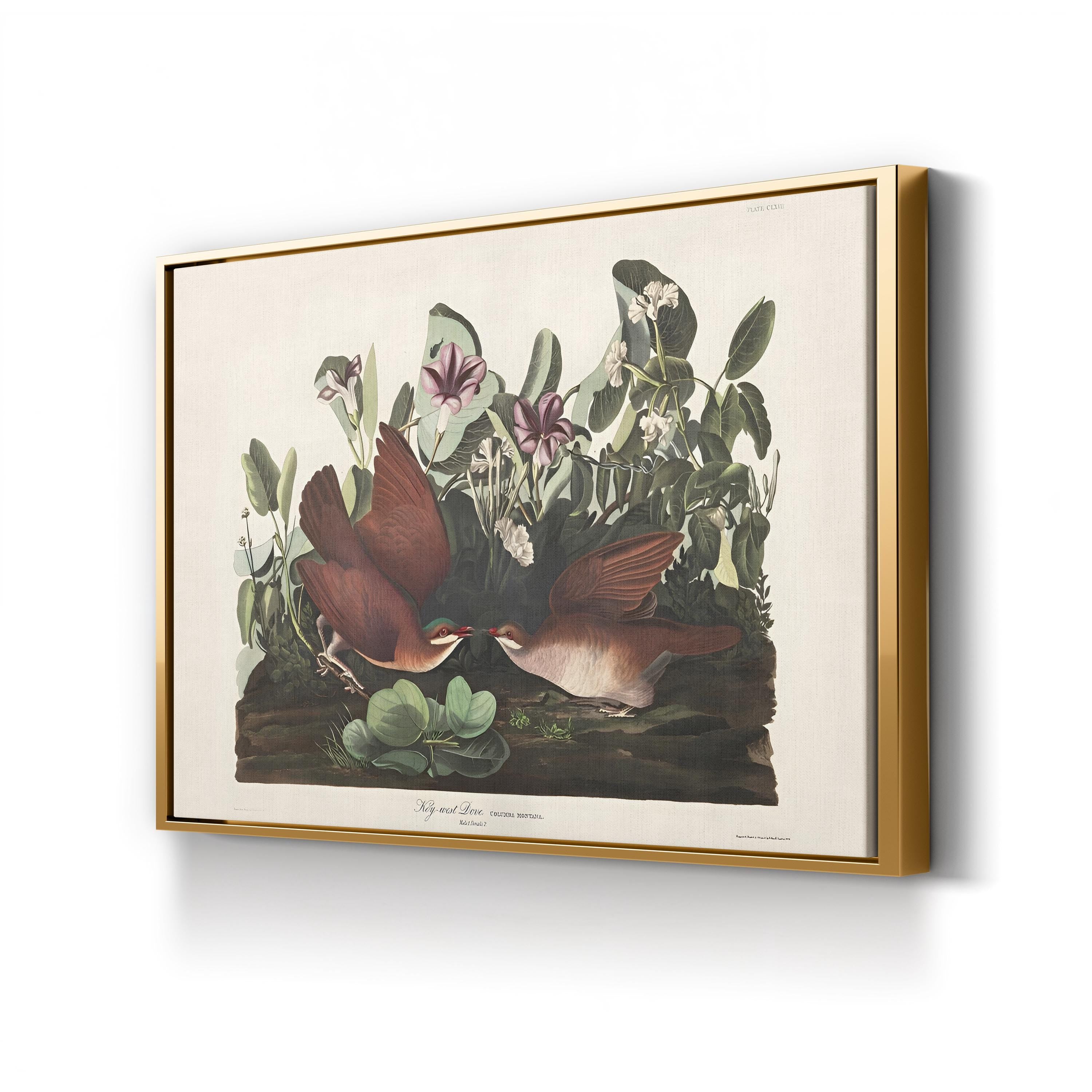 Key West Pigeon Wall Art by John James Audubon | Vintage American Bird Illustration Canvas