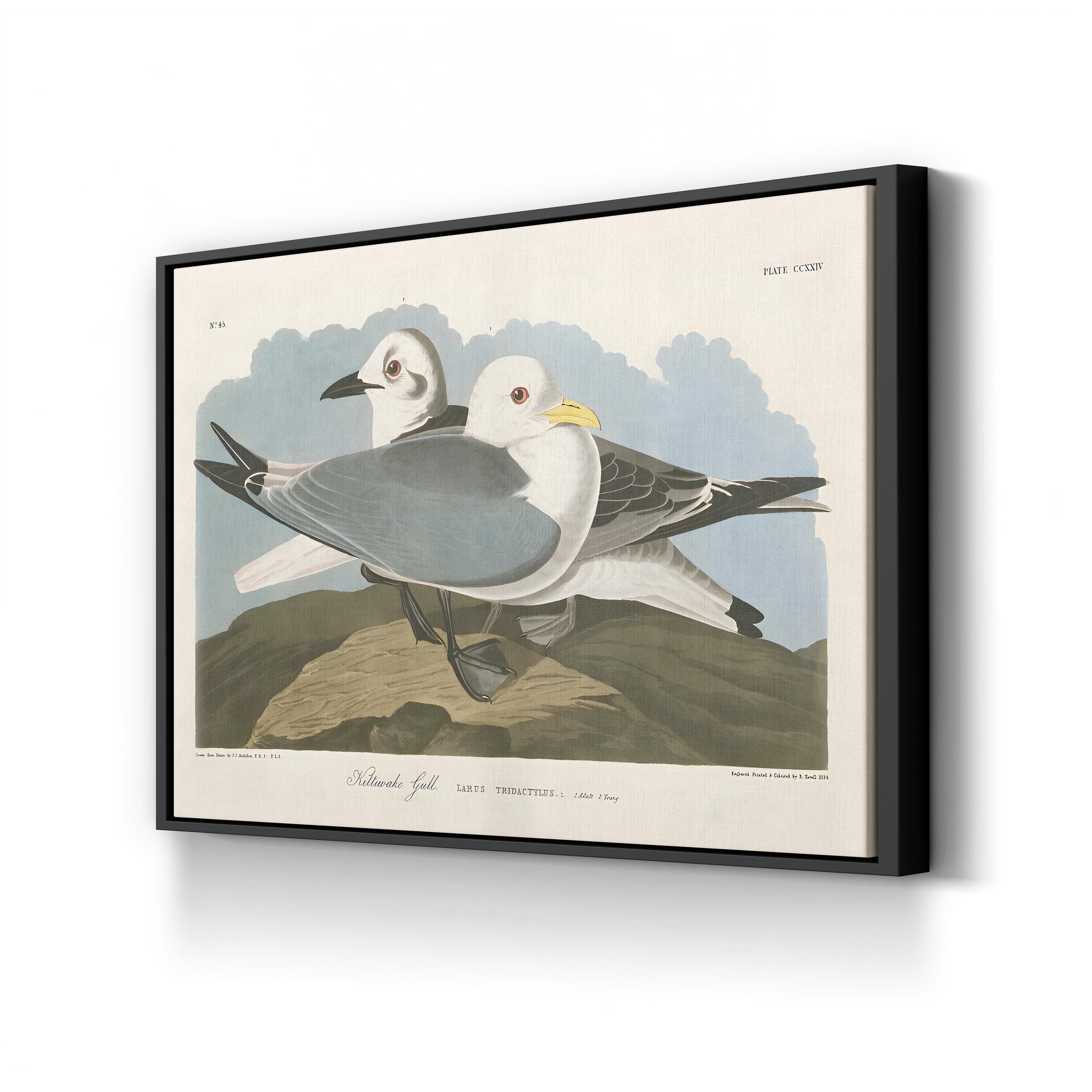 Kittiwake Gull Wall Art by John James Audubon | Vintage Seabird Natural History Illustration Canvas