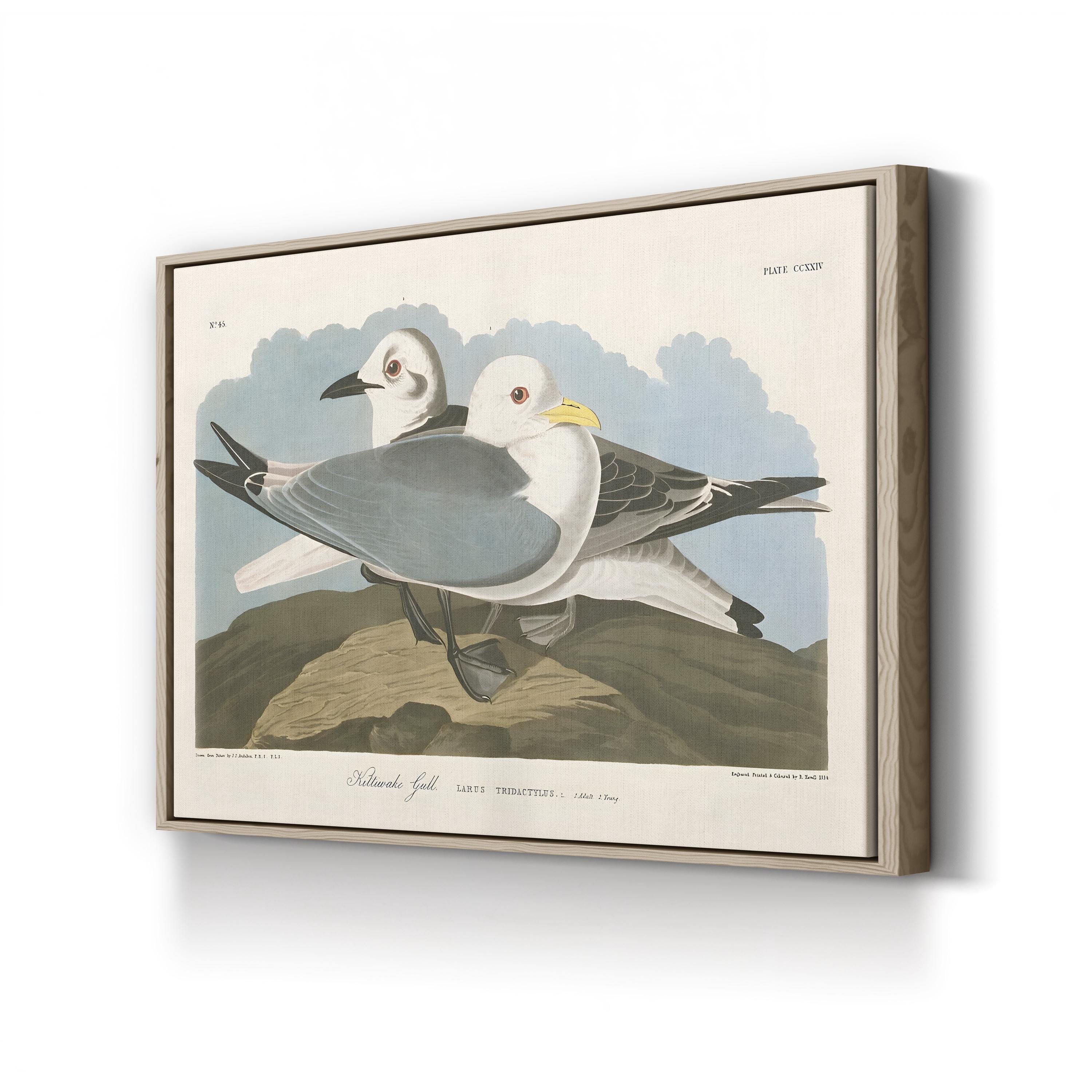 Kittiwake Gull Wall Art by John James Audubon | Vintage Seabird Natural History Illustration Canvas