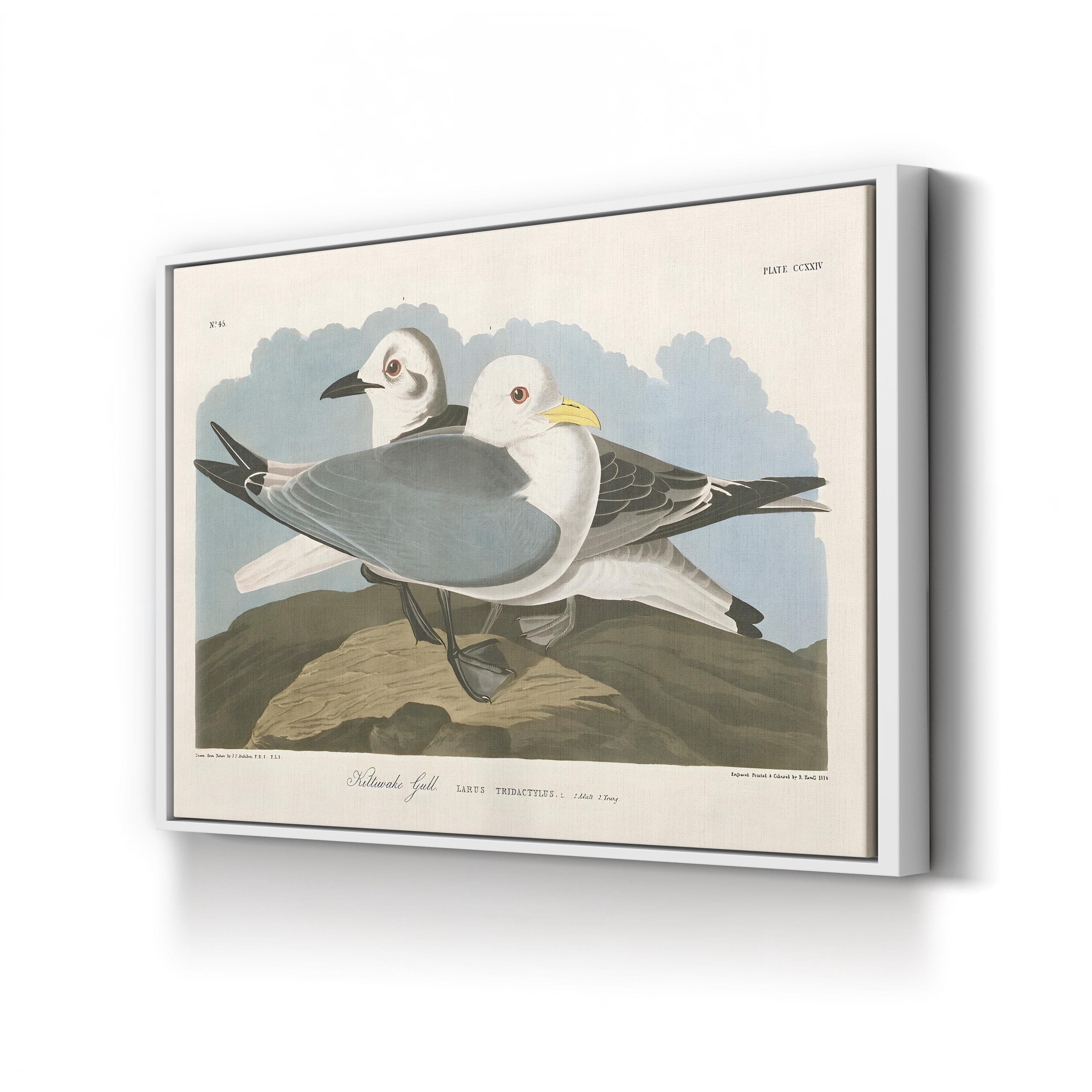 Kittiwake Gull Wall Art by John James Audubon | Vintage Seabird Natural History Illustration Canvas