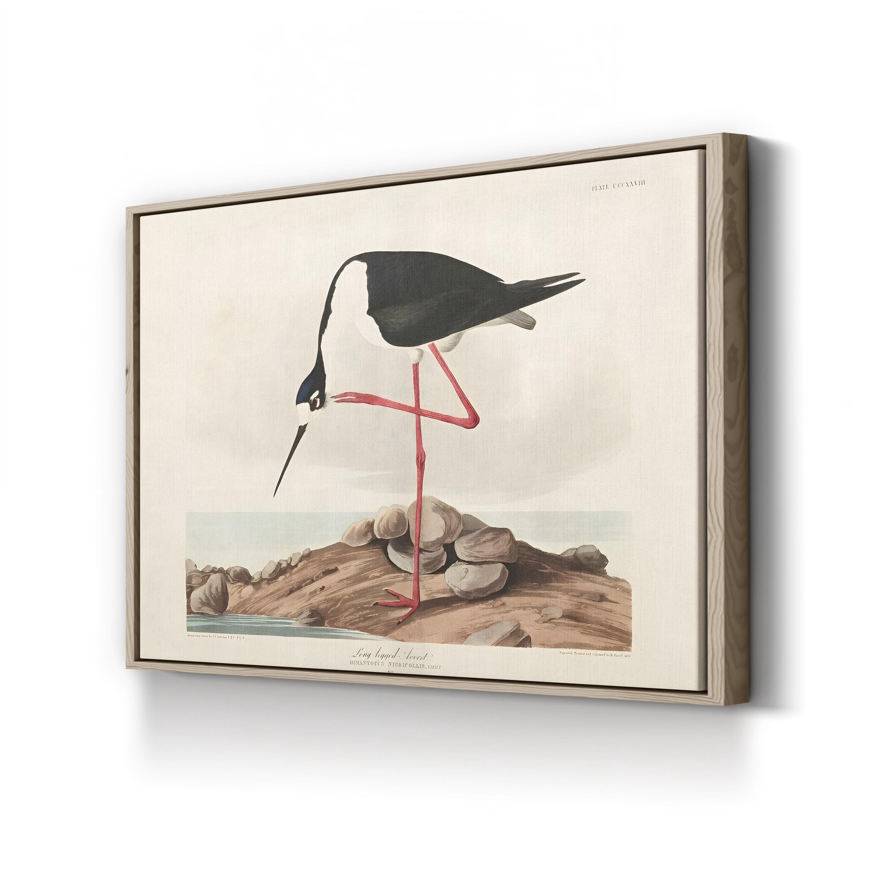 Framed artwork of a long-legged avocet bird on a rock with a white background