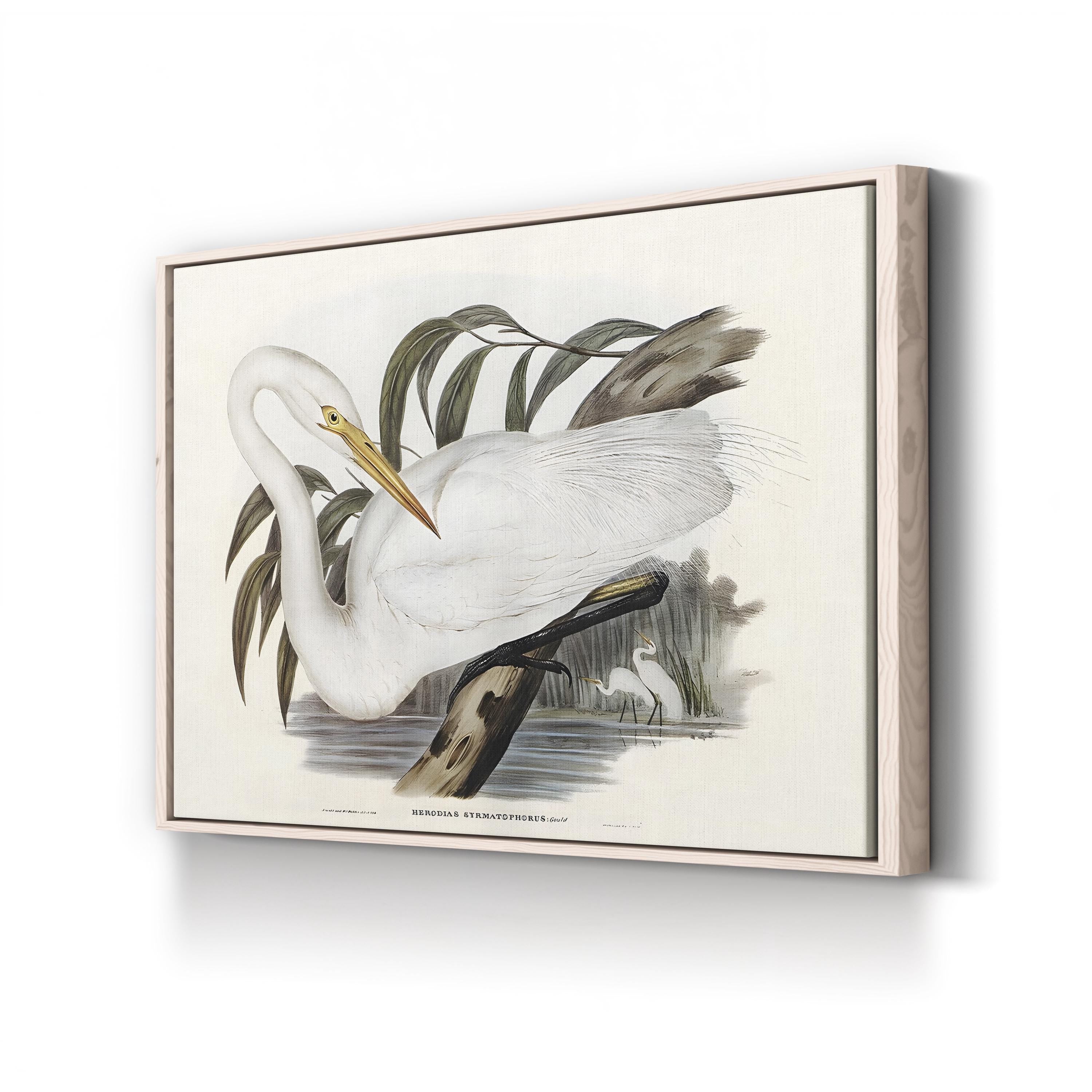 Australian Egret by John Gould canvas print in Natural Frame Canvas