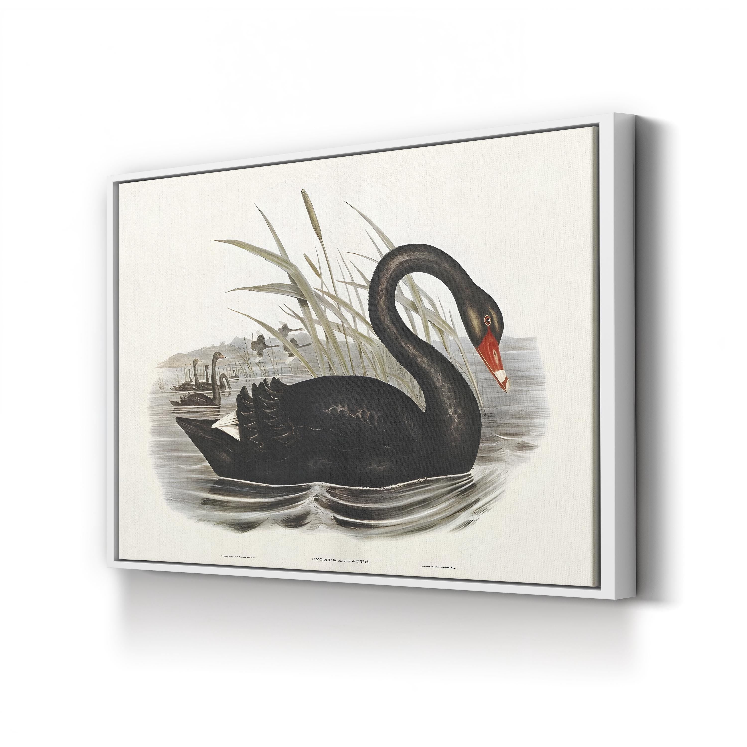 Black Swan, by John Gould and H.C. Richter canvas print in white frame