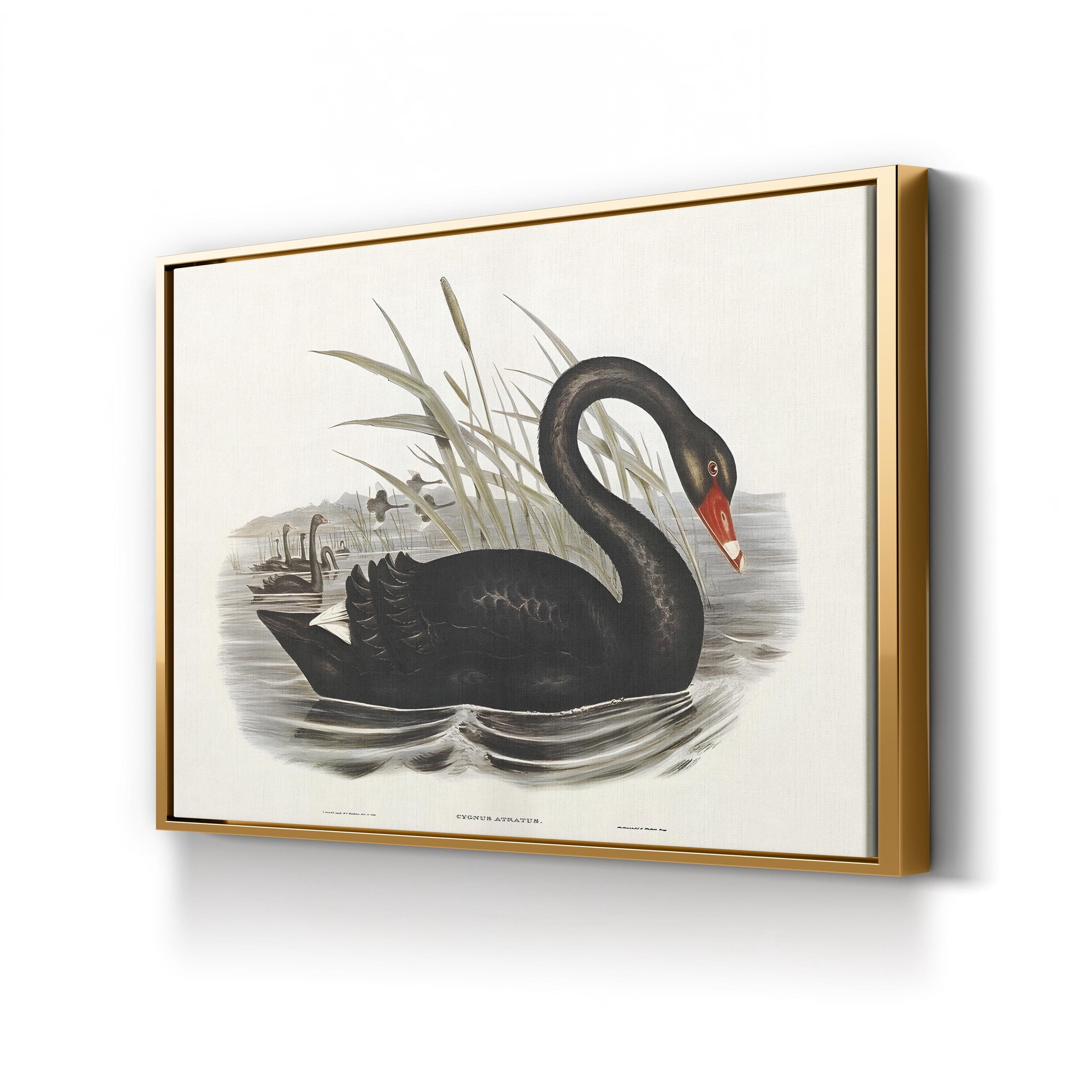 Black Swan, by John Gould and H.C. Richter canvas print in gold frame