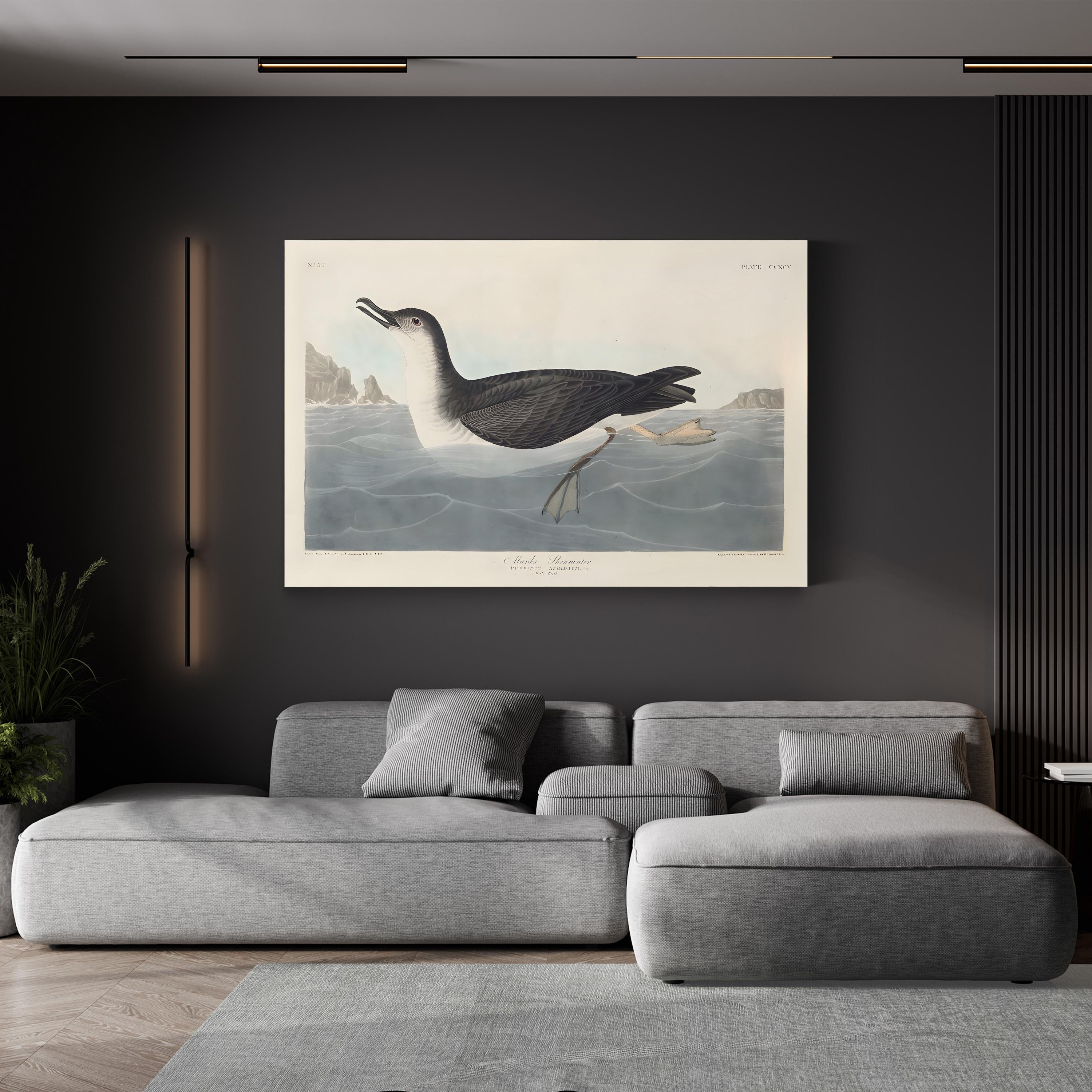 Manks Shearwater Wall Art by John James Audubon