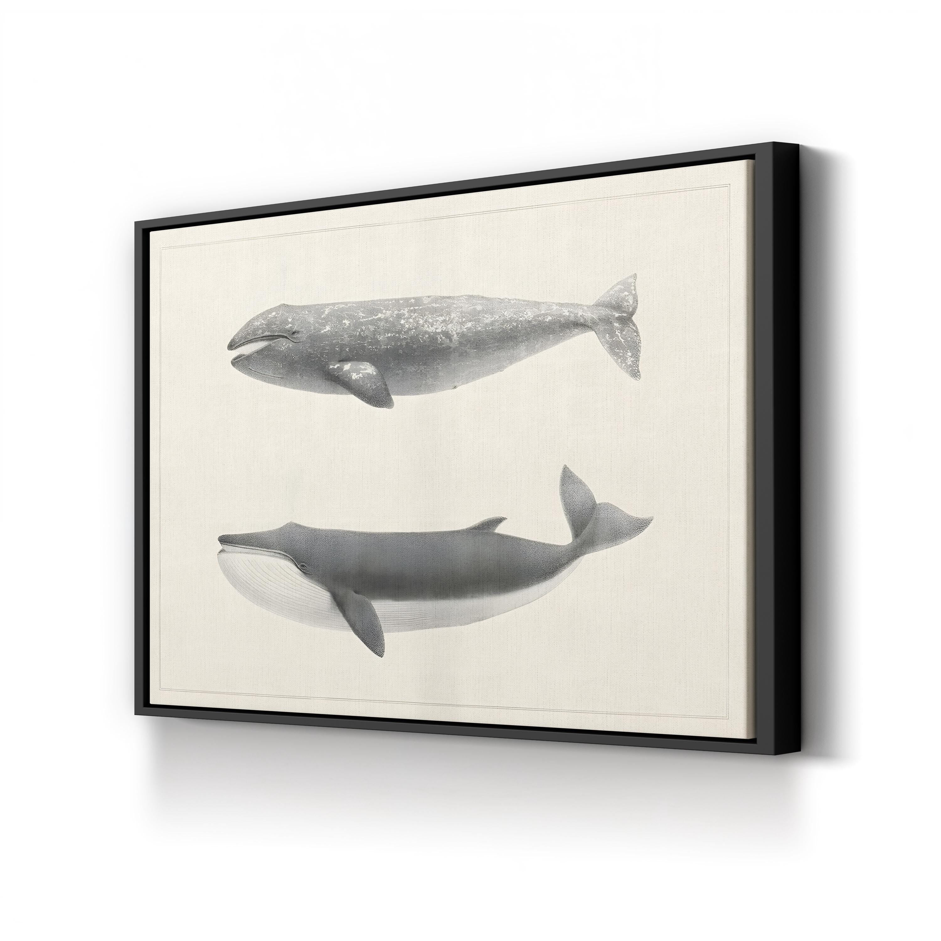 Scammon’s Whale Studies – Period Illustration Wall Art | Vintage Marine Canvas Print