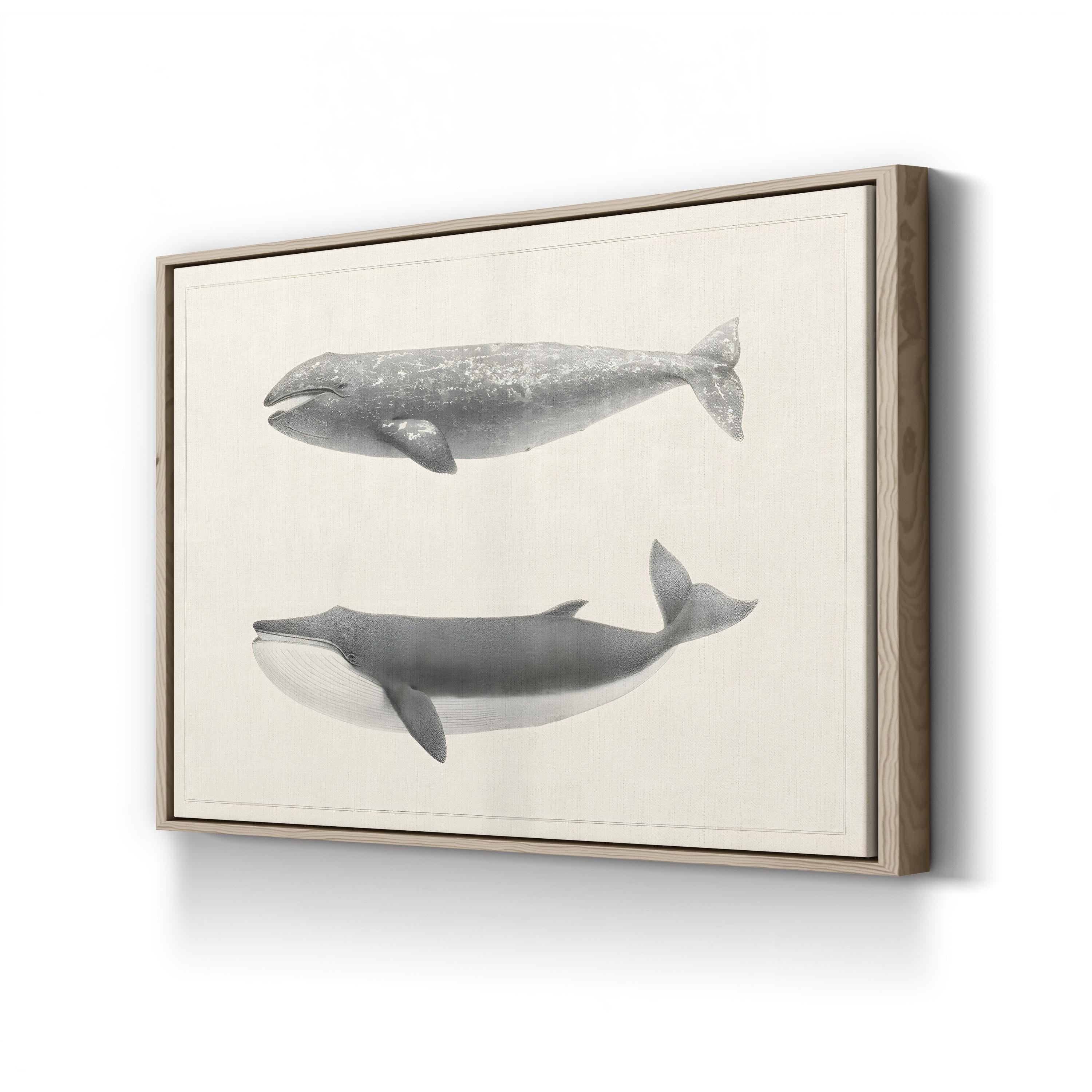 Scammon’s Whale Studies – Period Illustration Wall Art | Vintage Marine Canvas Print