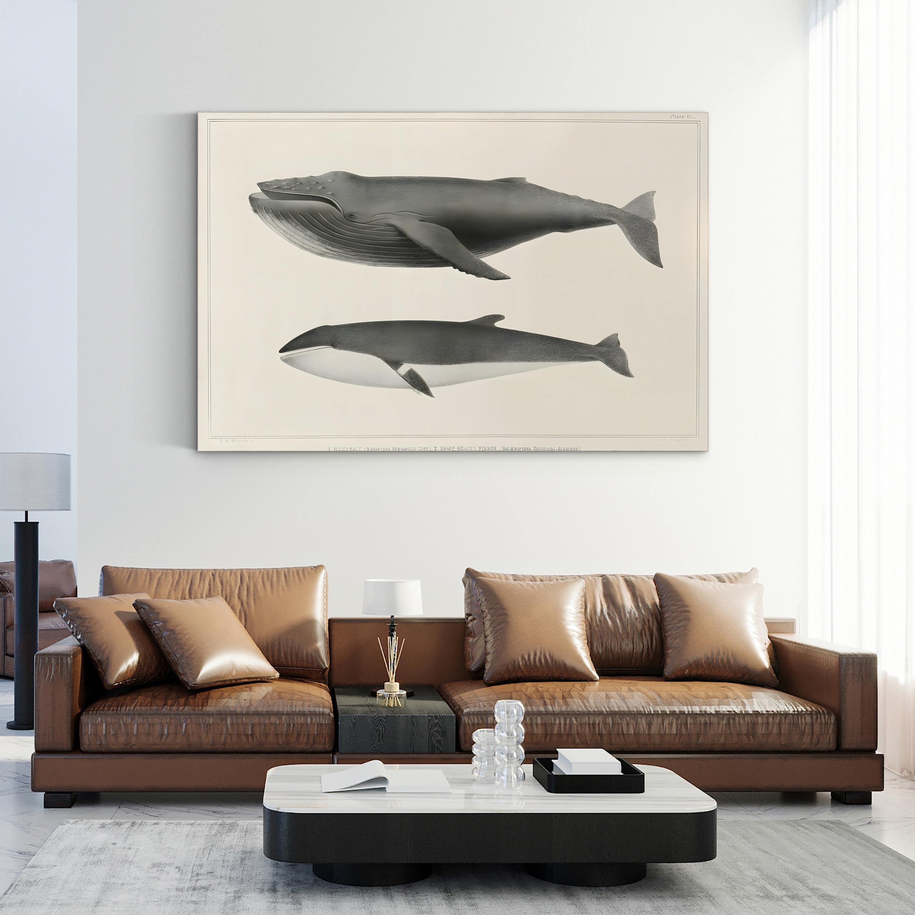 Melville’s Whales II Scientific Study – Charles Melville Scammon Wall Art | Vintage Nautical Canvas Print