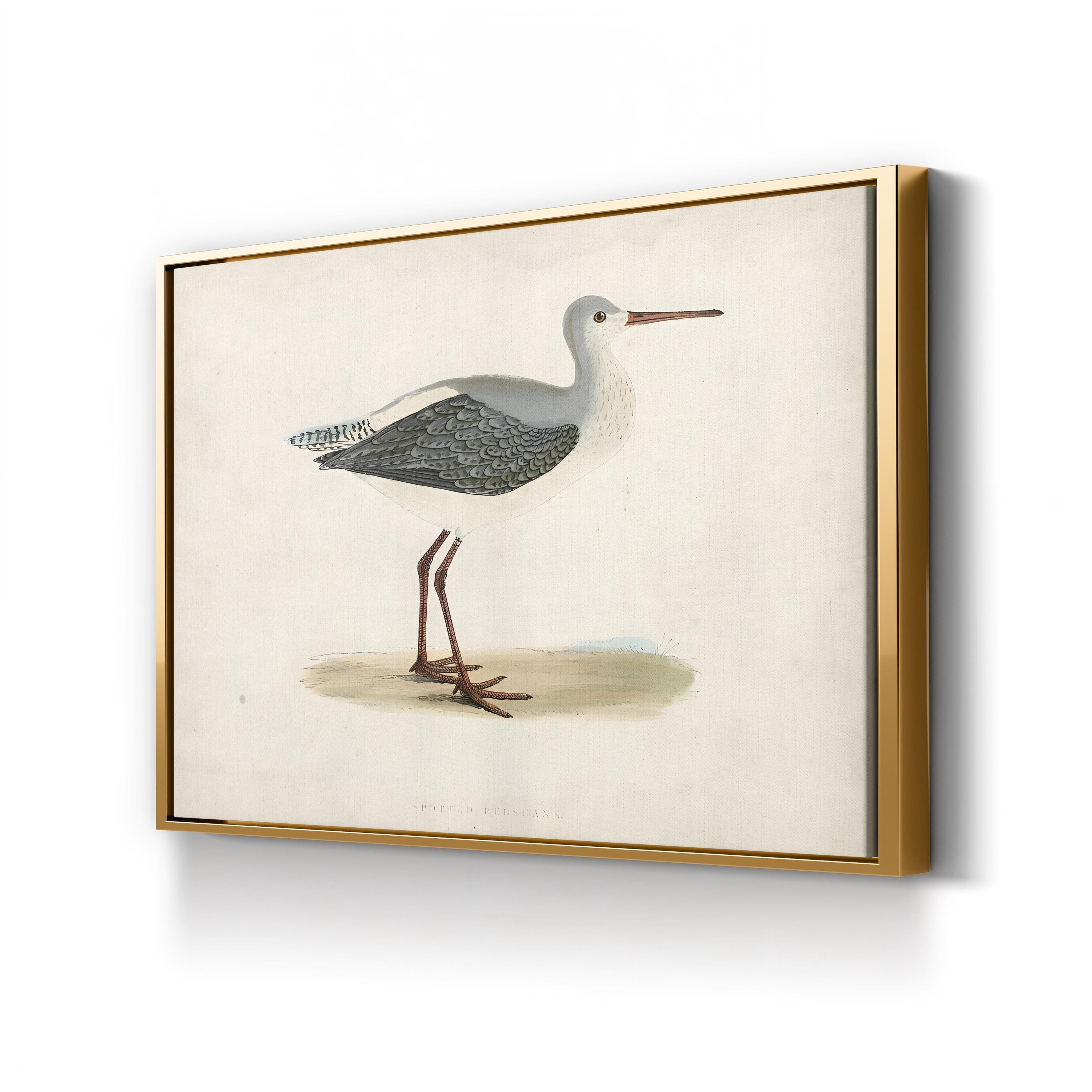 Morris Sandpiper I Canvas Art Print – Vintage Bird Illustration Natural History Wall Art