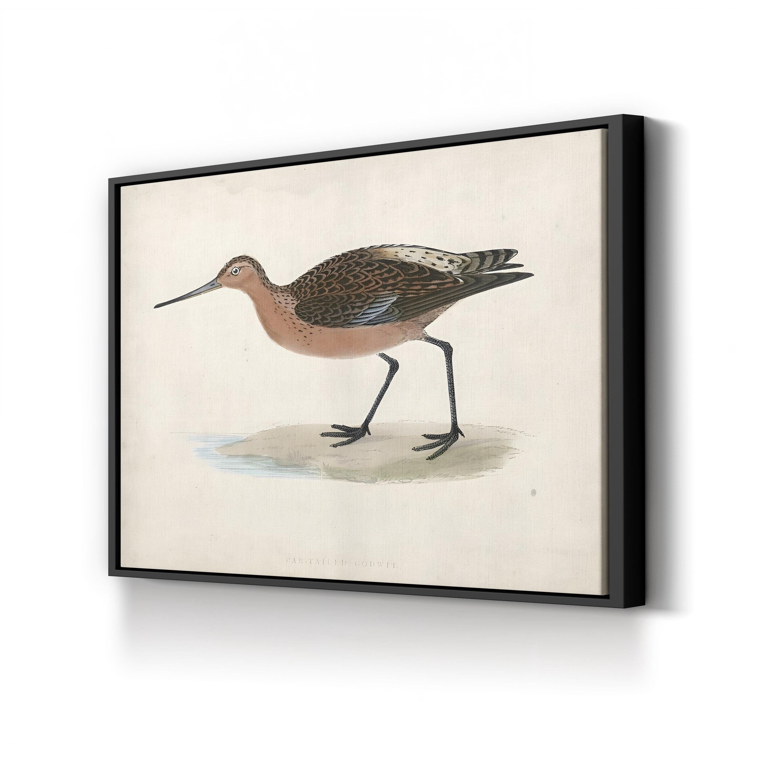 Bar-Tailed Godwit, by Rev. Francis Orpen Morris canvas print in Black frame