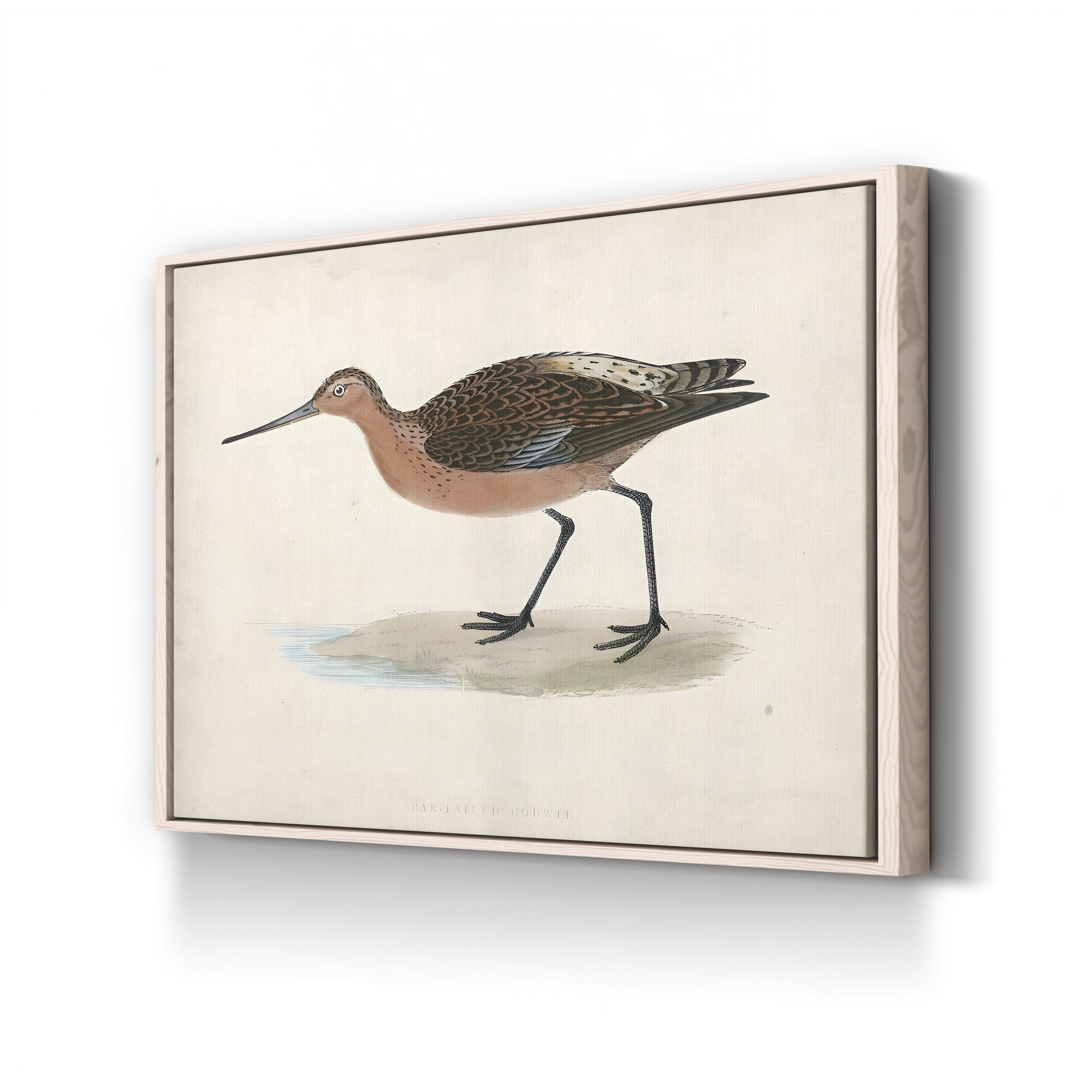 Bar-Tailed Godwit, by Rev. Francis Orpen Morris canvas print in Natural frame