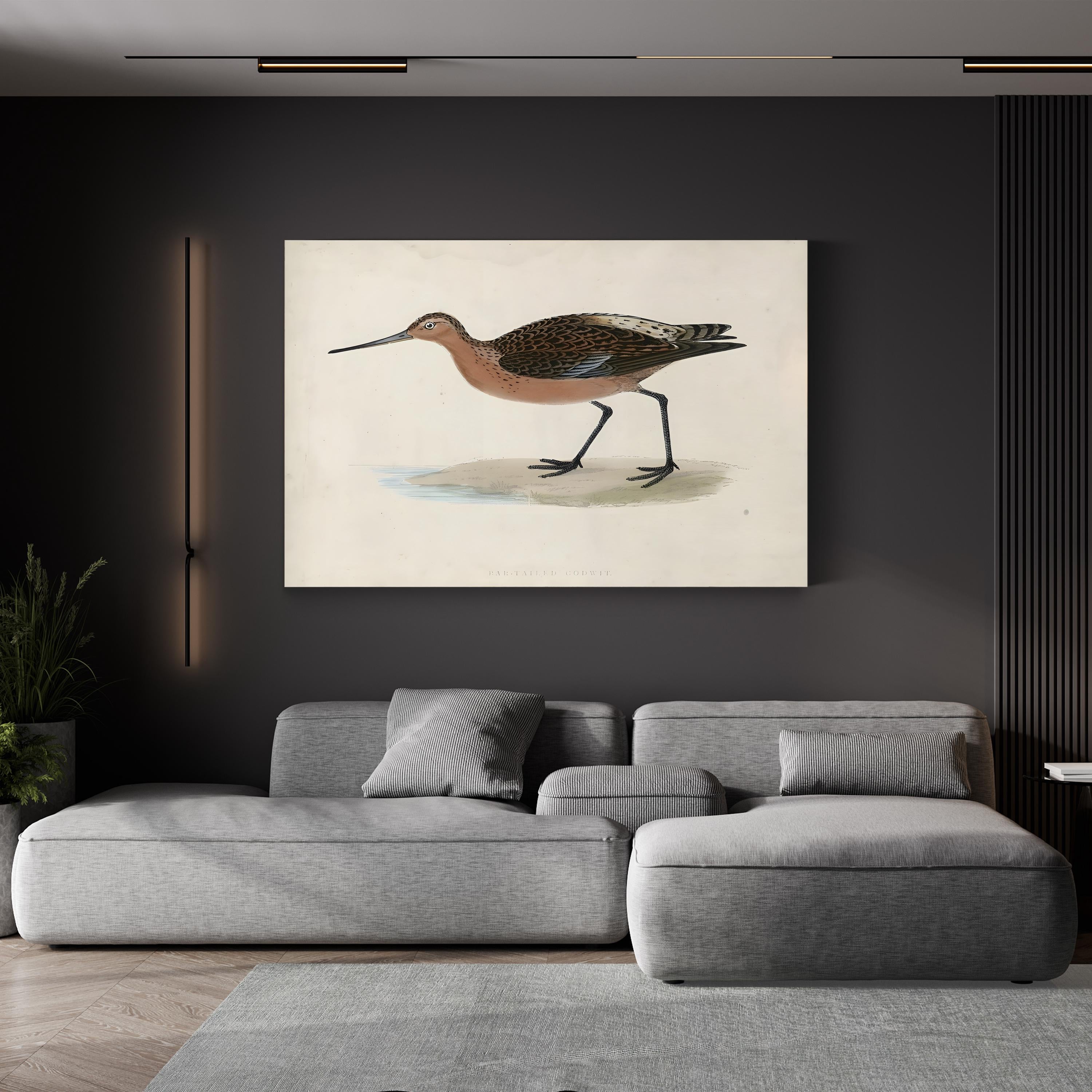Bar-Tailed Godwit, by Rev. Francis Orpen Morris canvas print, displayed in a room