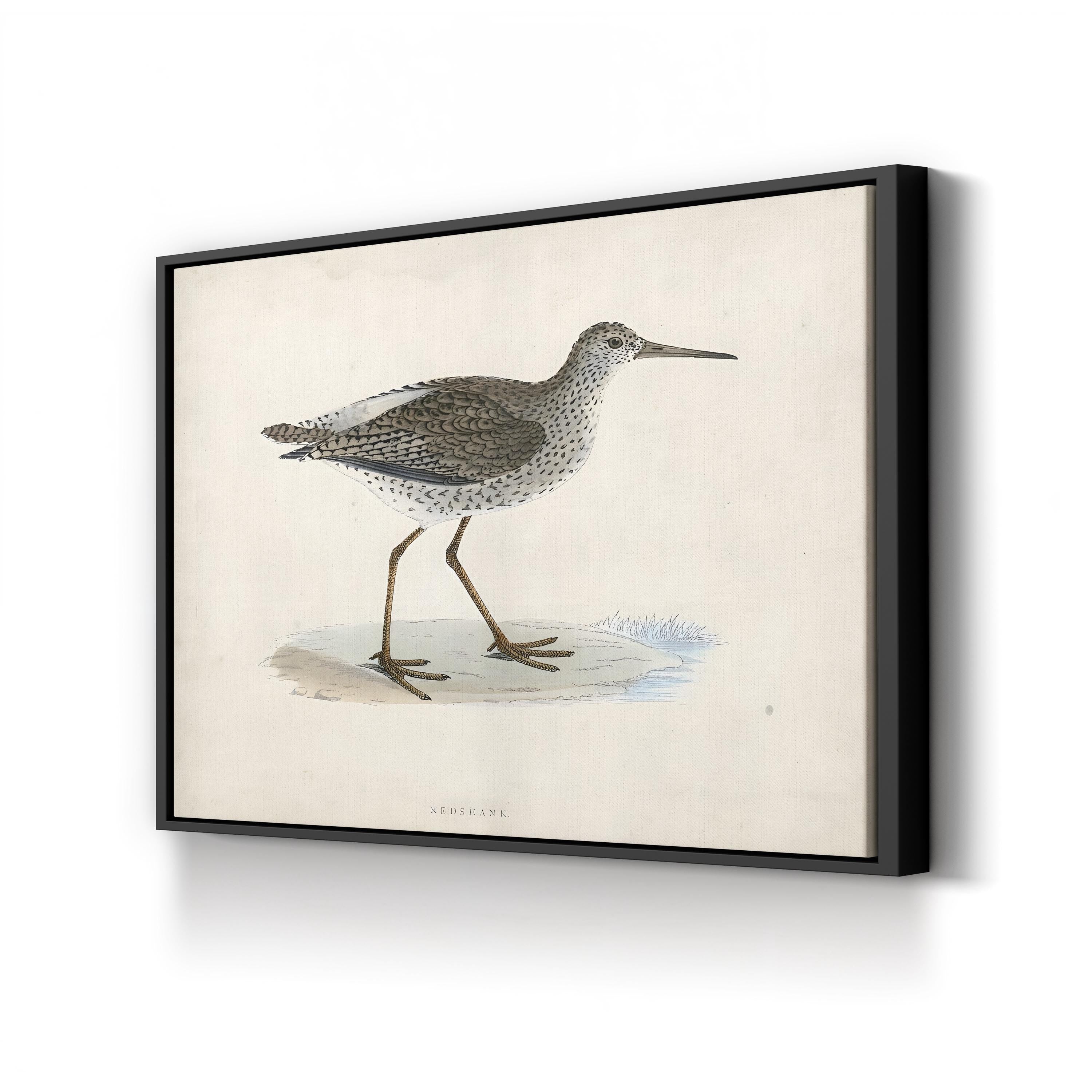 Vintage Sandpiper, Neutral Tones – Period Illustration Wall Art | Coastal Canvas Print