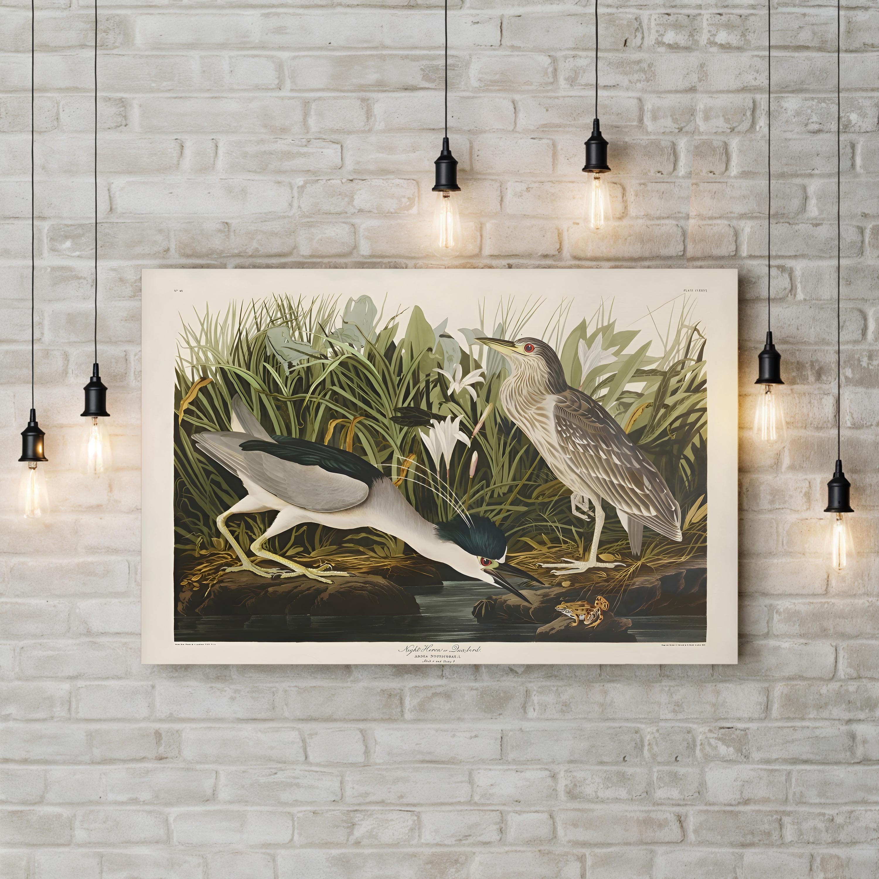 Night Heron – John James Audubon Wall Art | Vintage Wetlands Bird Canvas Print