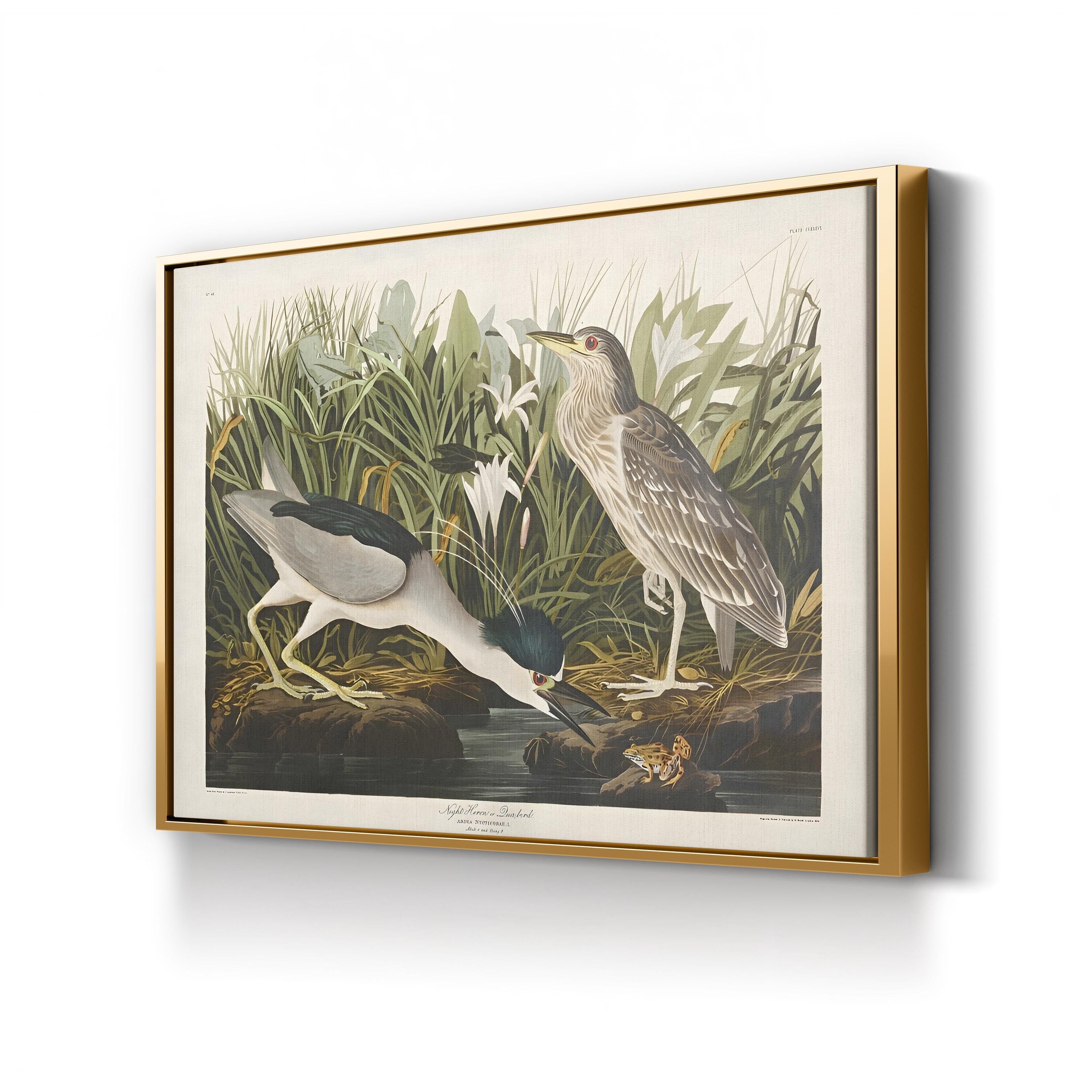 Night Heron – John James Audubon Wall Art | Vintage Wetlands Bird Canvas Print