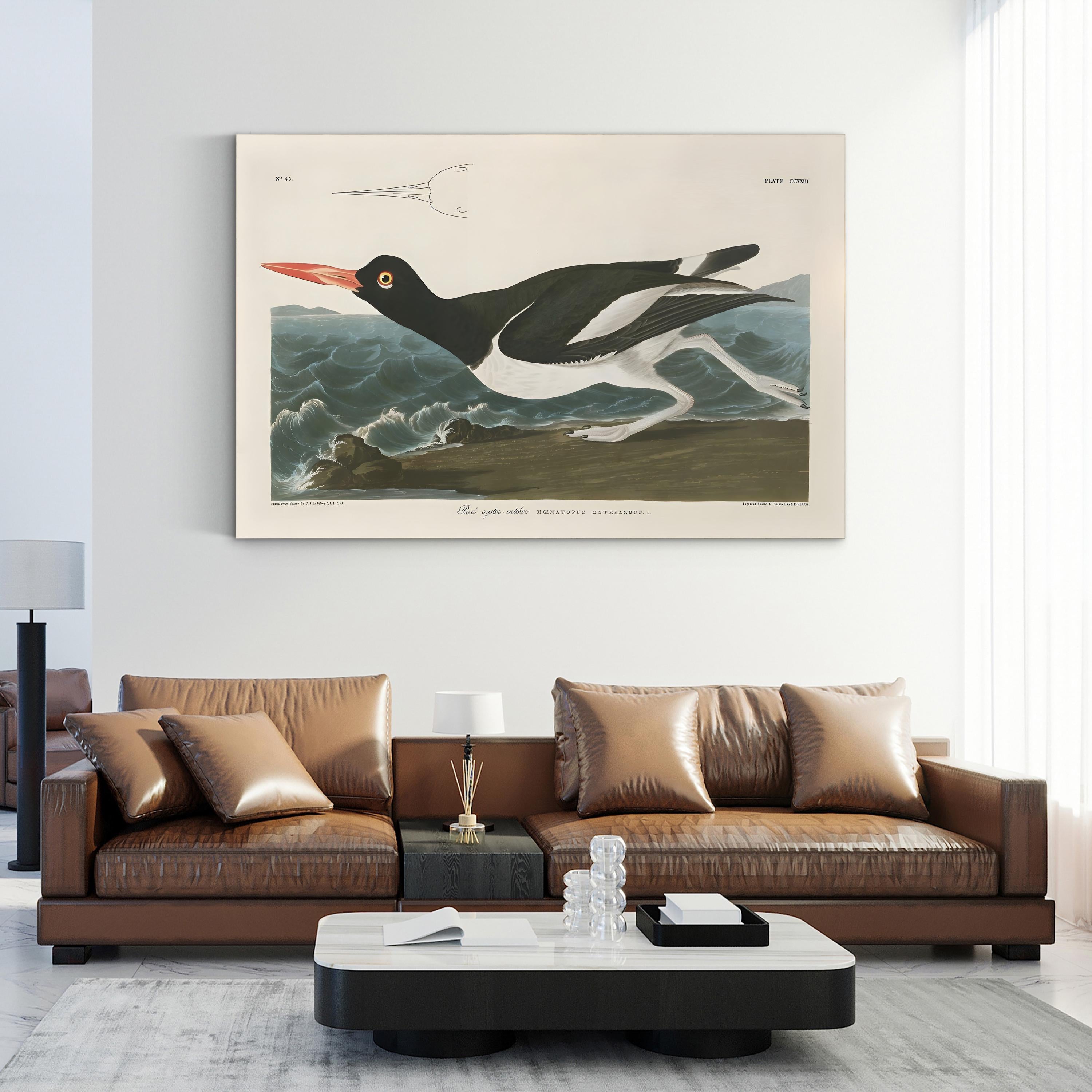 Pied Oystercatcher Wall Art by John James Audubon – Vintage Coastal Bird Illustration