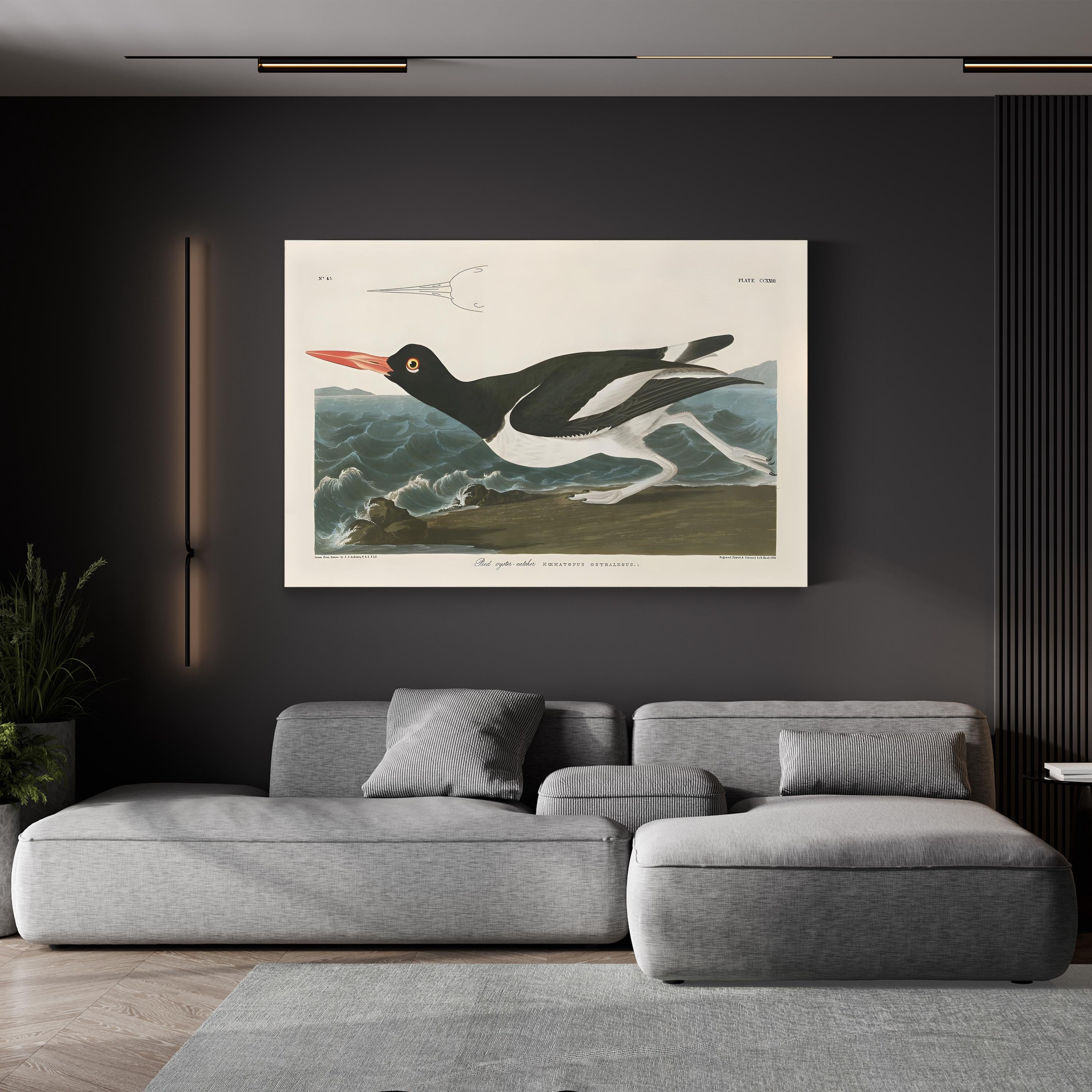 Pied Oystercatcher Wall Art by John James Audubon – Vintage Coastal Bird Illustration