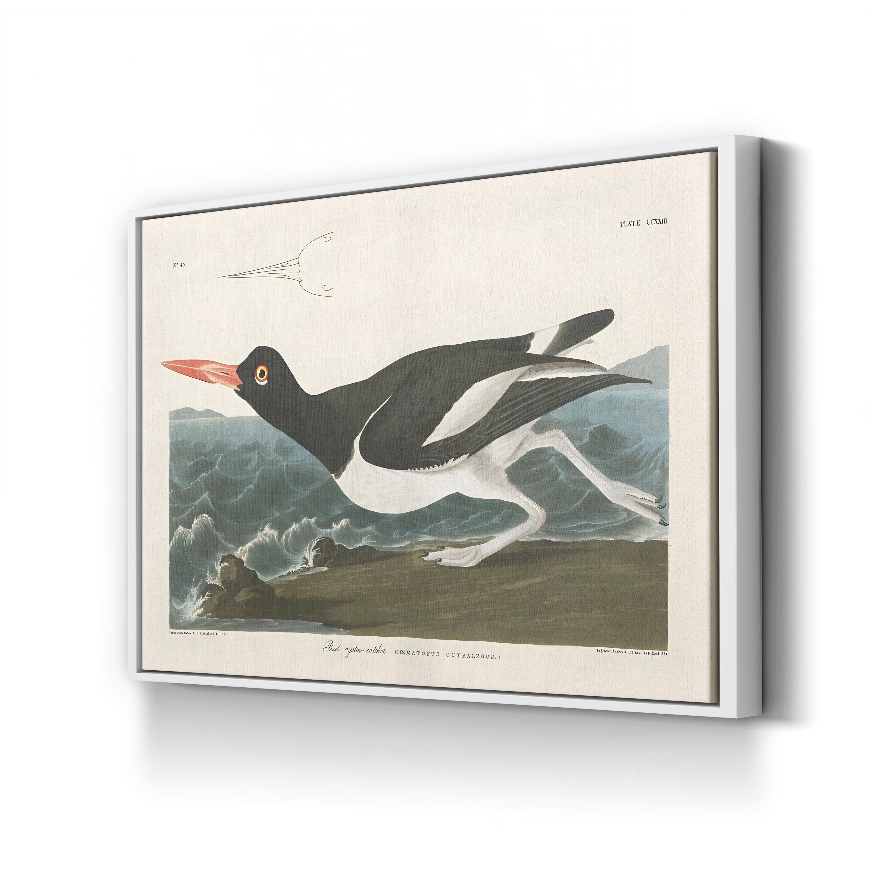 Pied Oystercatcher Wall Art by John James Audubon – Vintage Coastal Bird Illustration