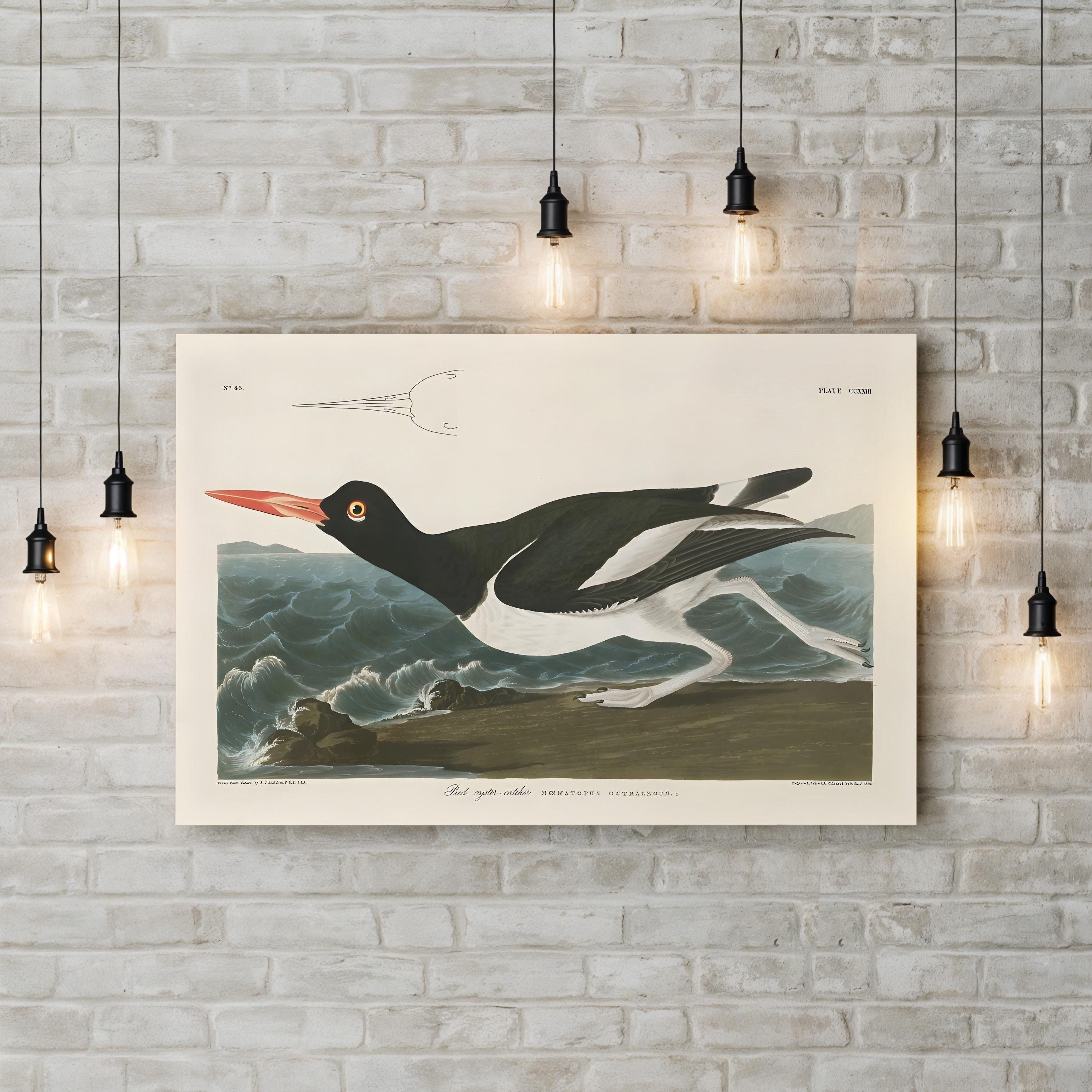 Pied Oystercatcher Wall Art by John James Audubon – Vintage Coastal Bird Illustration