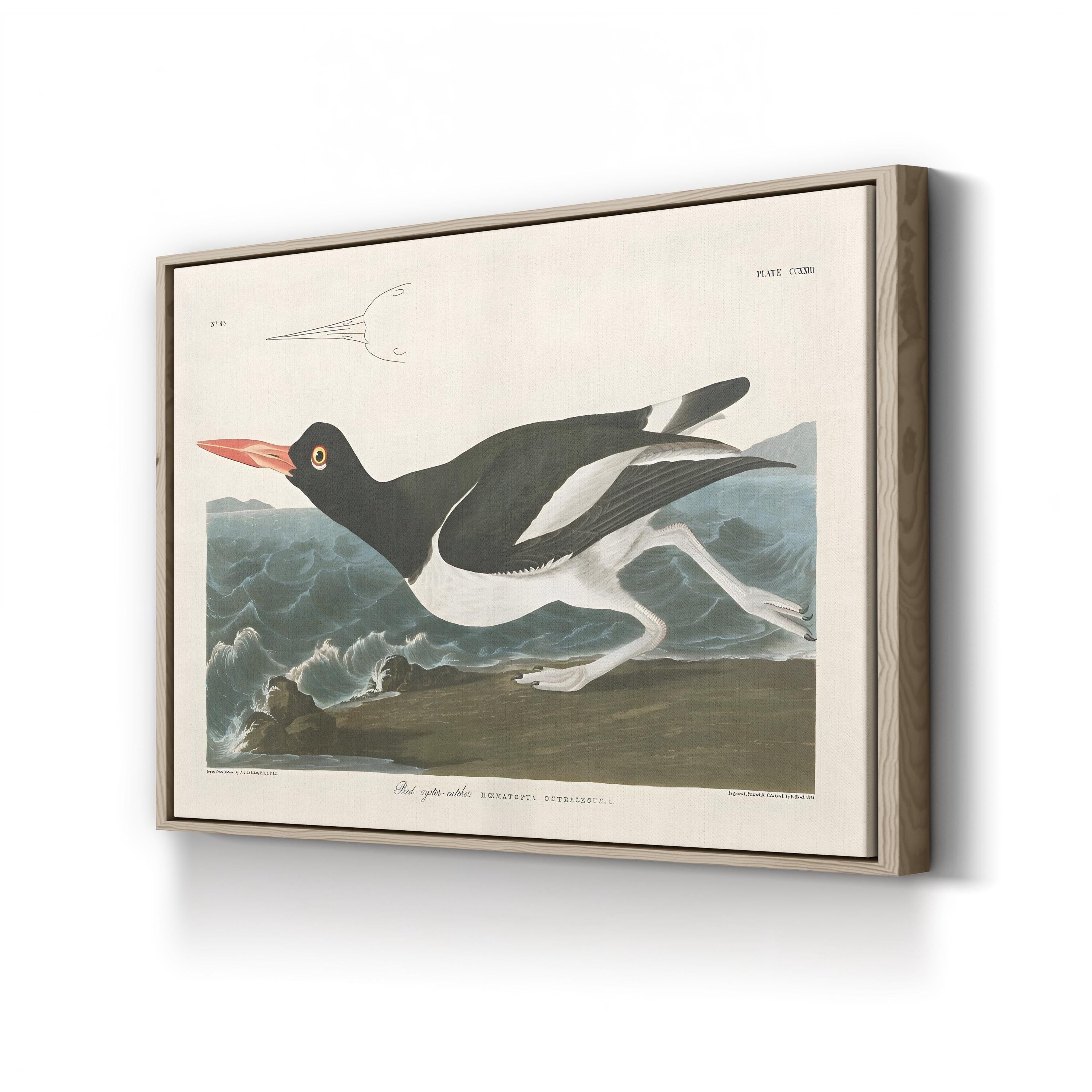 Pied Oystercatcher Wall Art by John James Audubon – Vintage Coastal Bird Illustration
