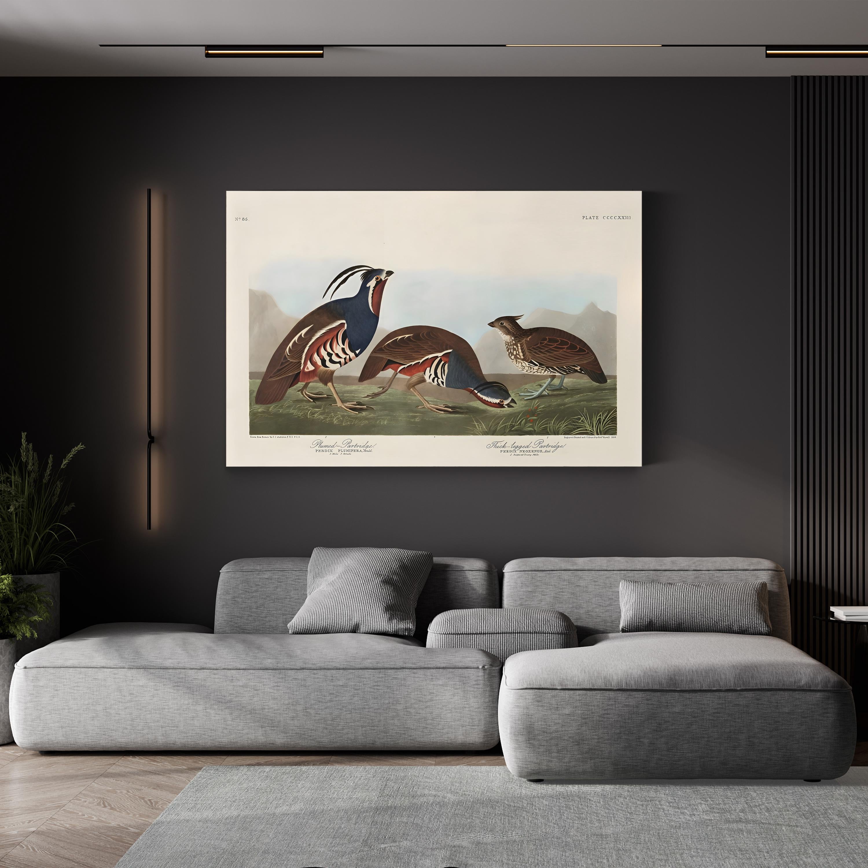 Vintage Quail Bird – Period Illustration Wall Art | Antique Wildlife Canvas Print
