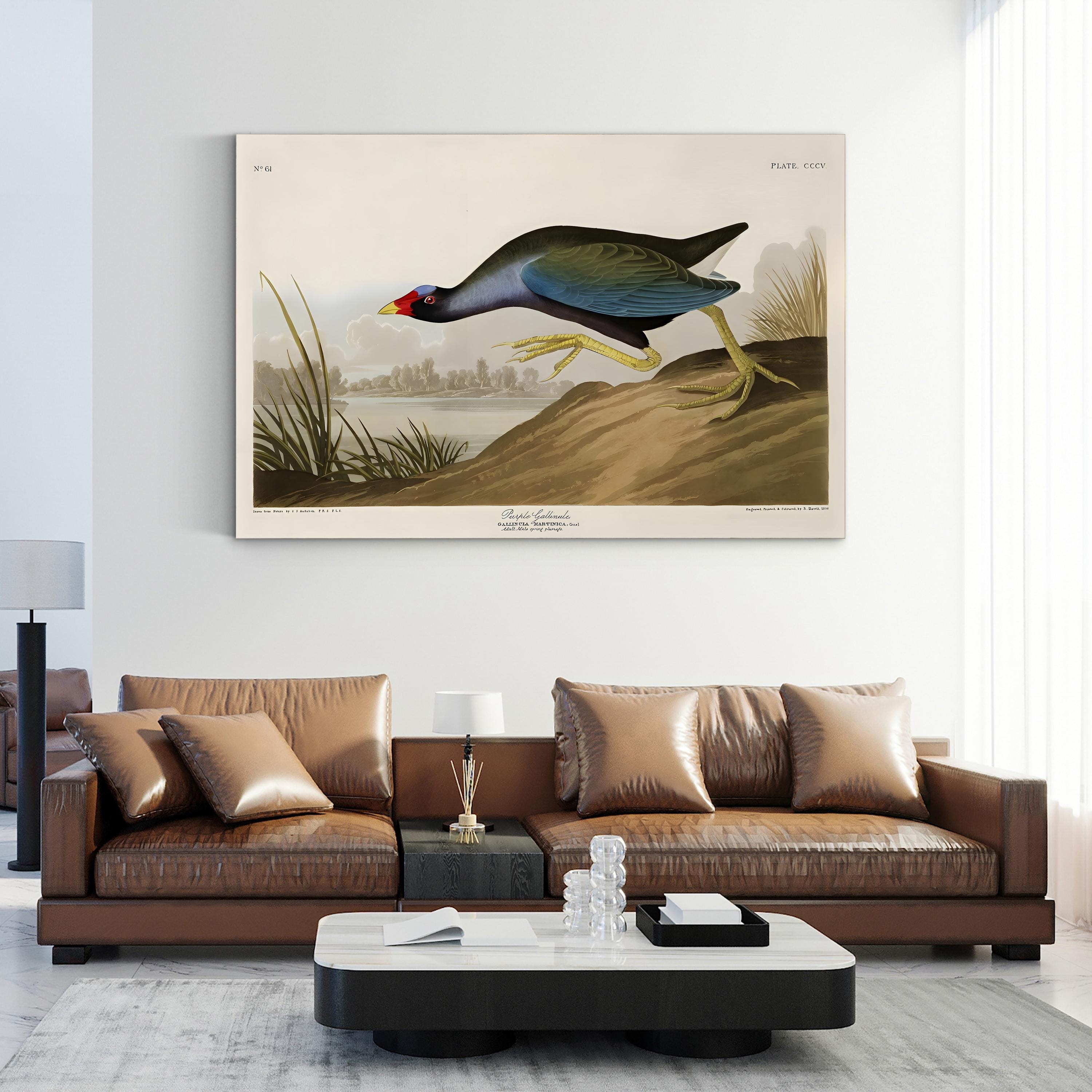 Purple Ganaule Audubon Vintage Bird Illustration Artwork by John James Audubon