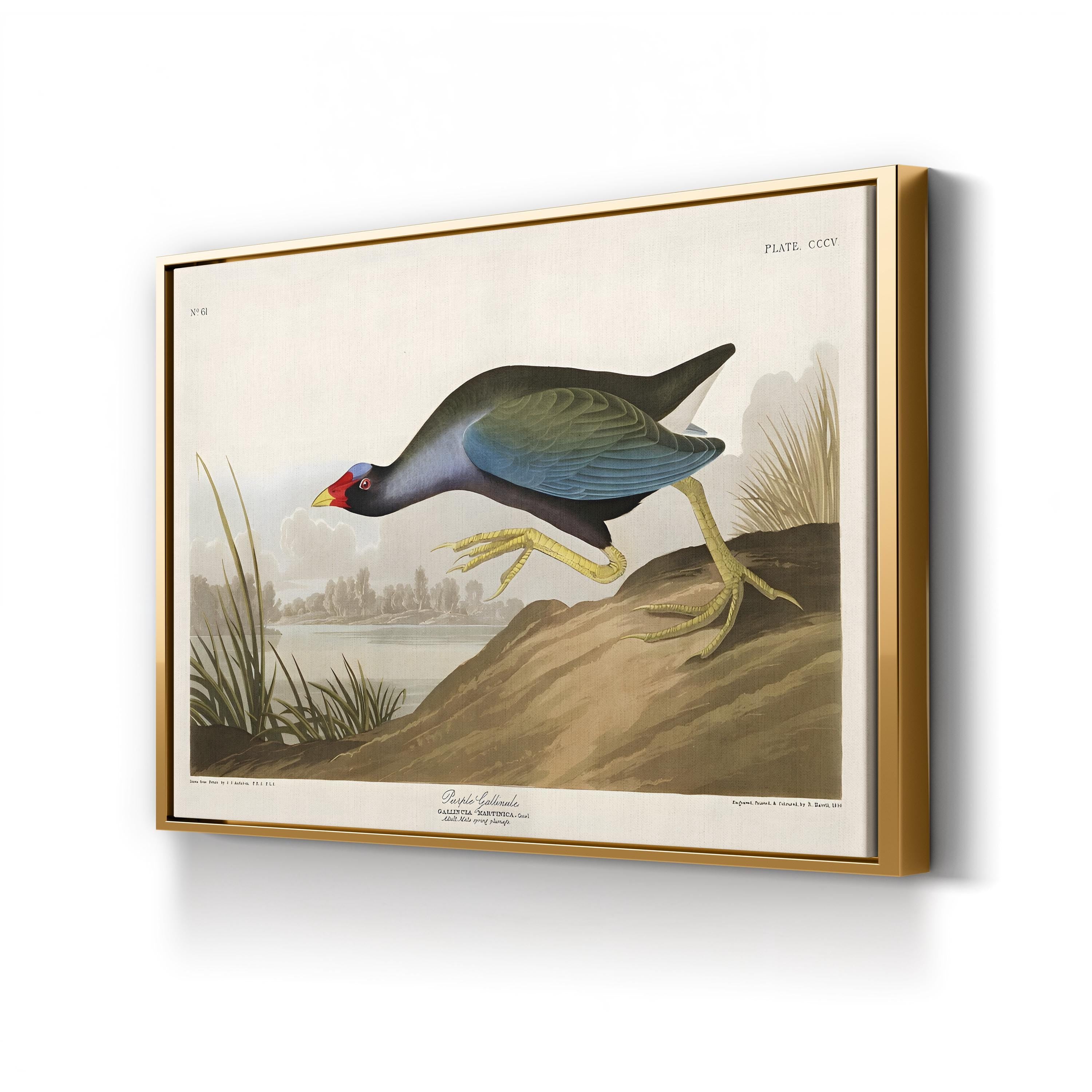 Purple Ganaule Audubon Vintage Bird Illustration Artwork by John James Audubon
