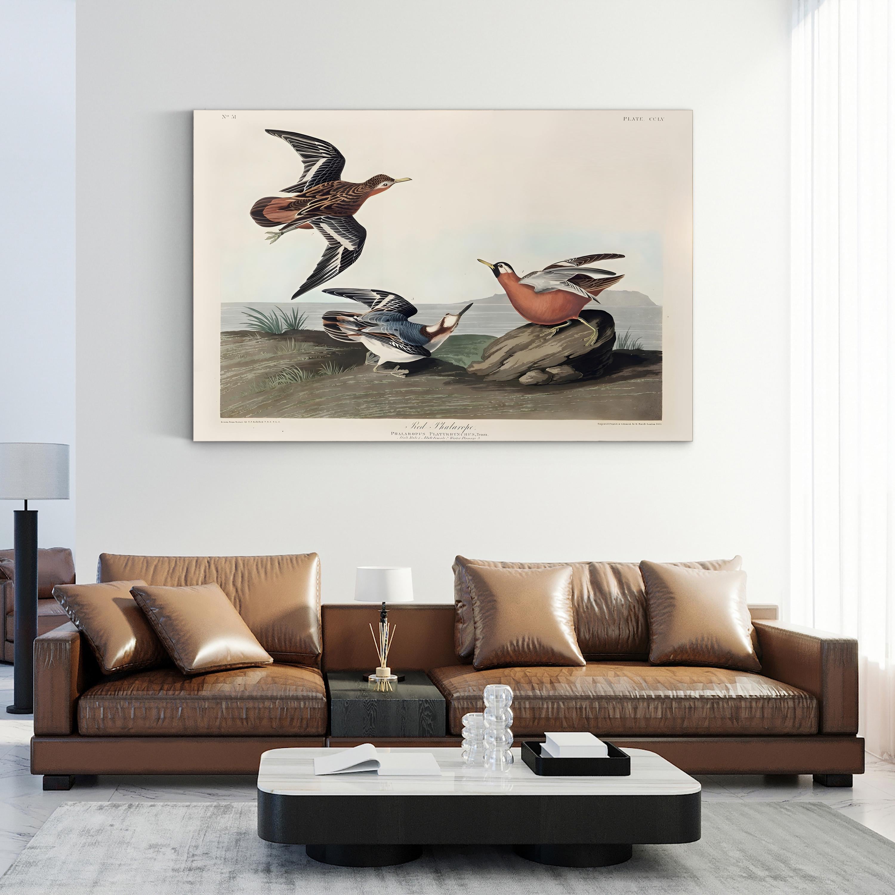 Red Phalarope Wall Art – Audubon Vintage Wildlife Bird Illustration Print
