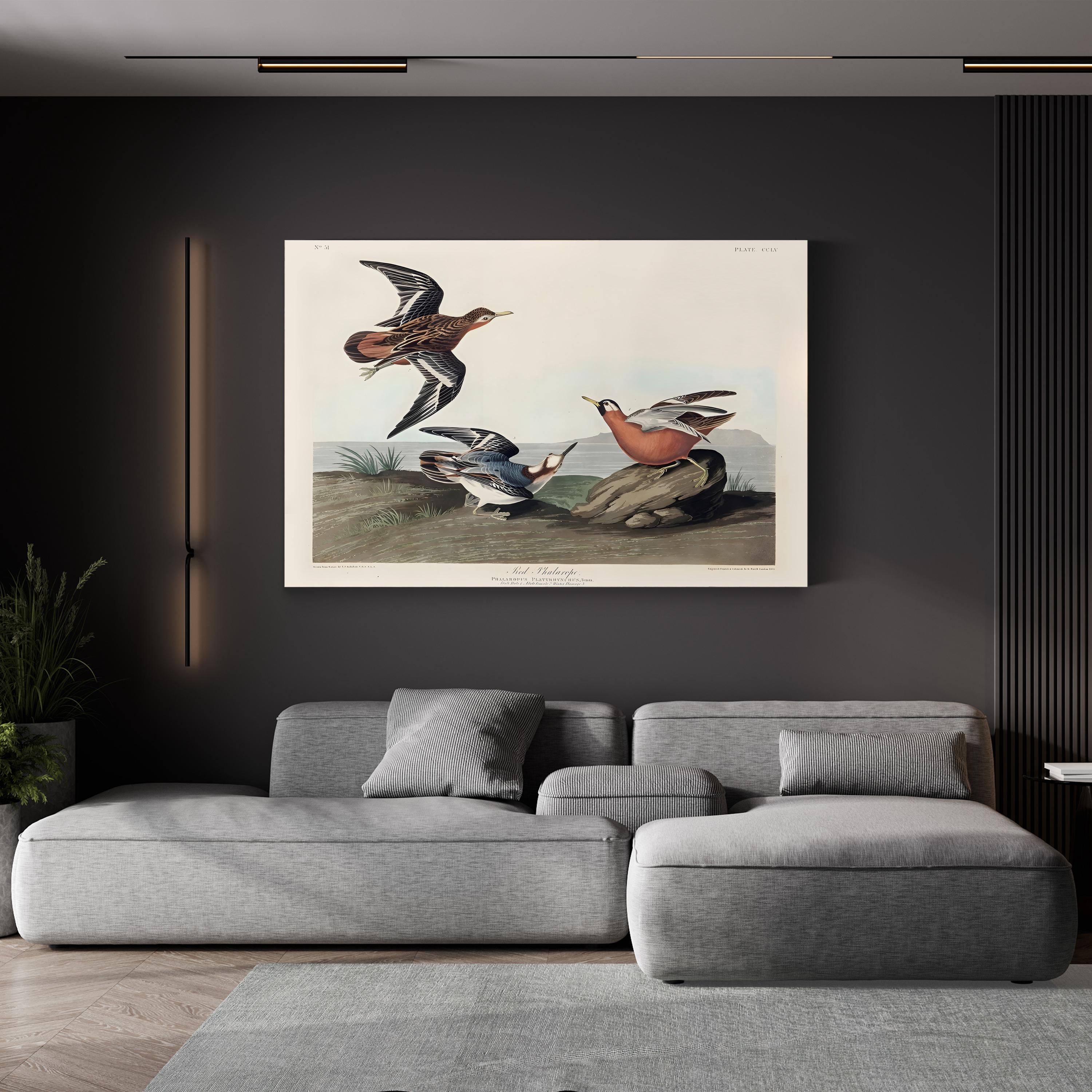Red Phalarope Wall Art – Audubon Vintage Wildlife Bird Illustration Print