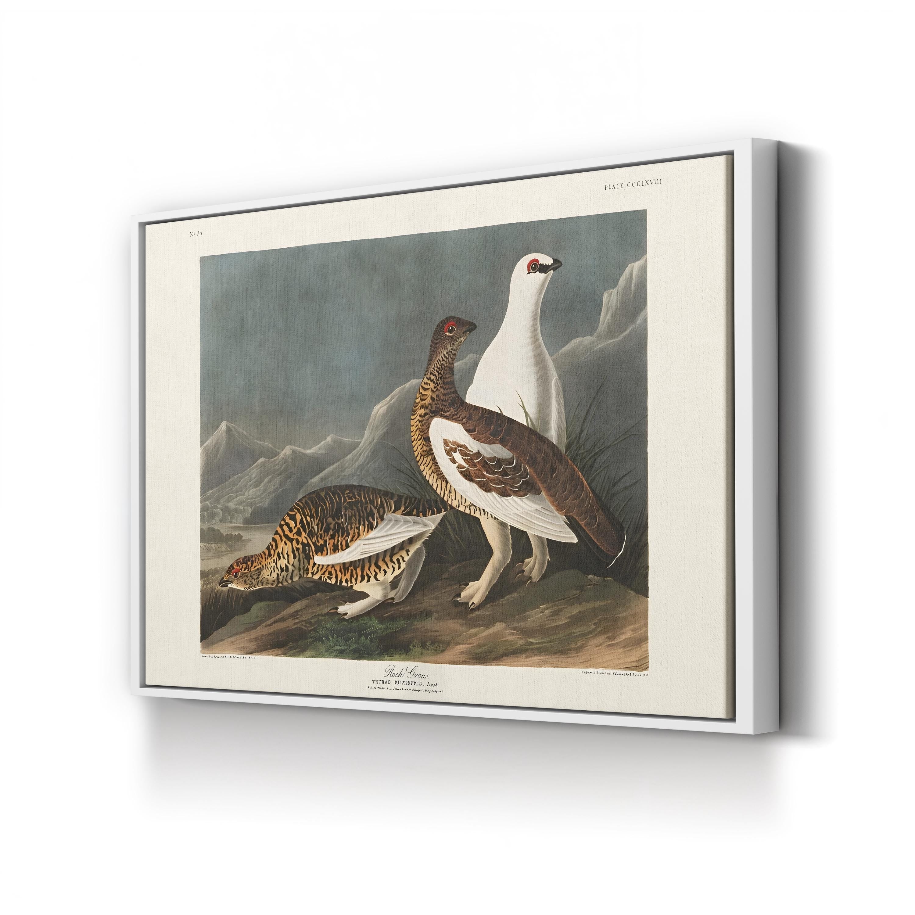 Vintage Rock Grouse – Period Illustration Wall Art | 19th-Century Wildlife Canvas Print