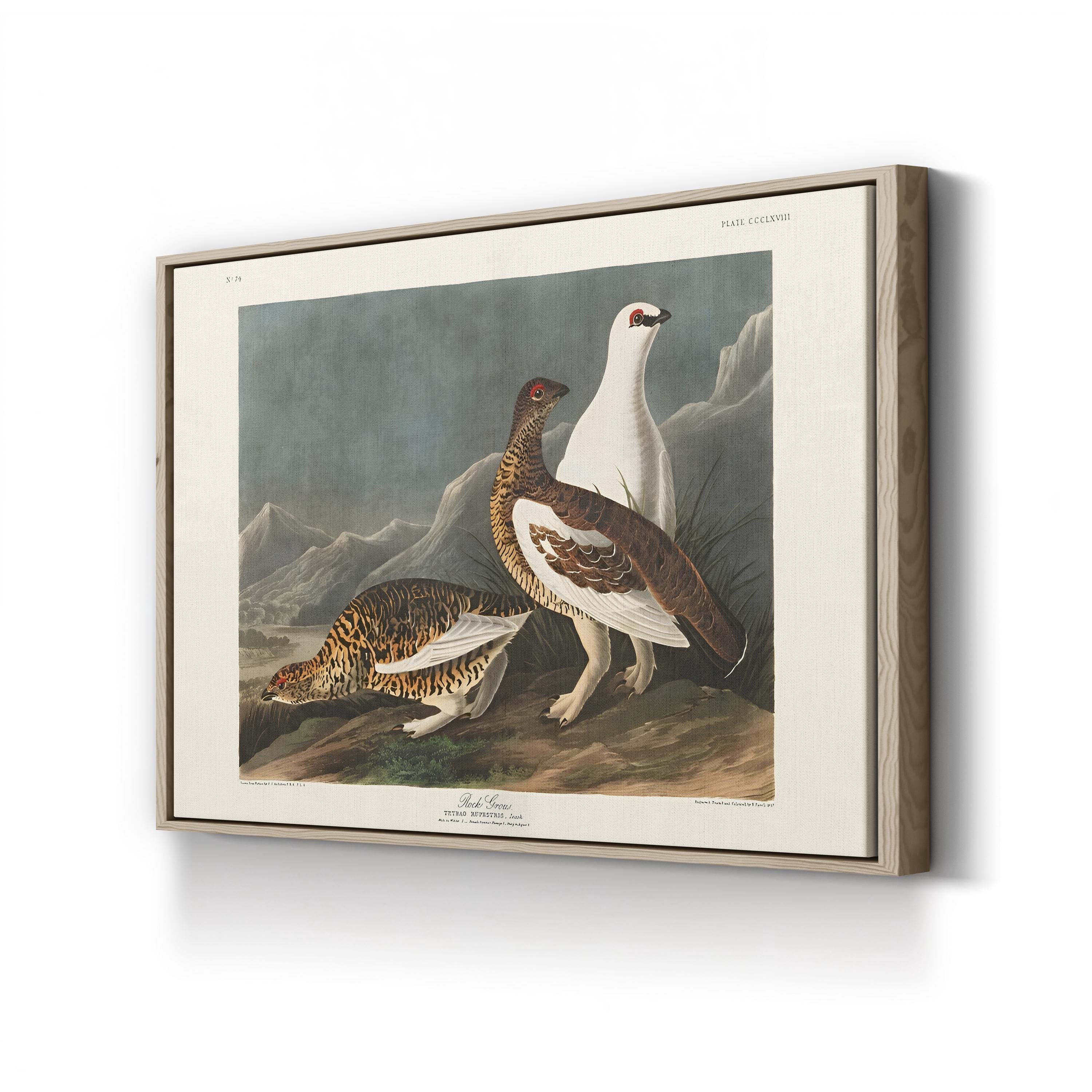 Vintage Rock Grouse – Period Illustration Wall Art | 19th-Century Wildlife Canvas Print
