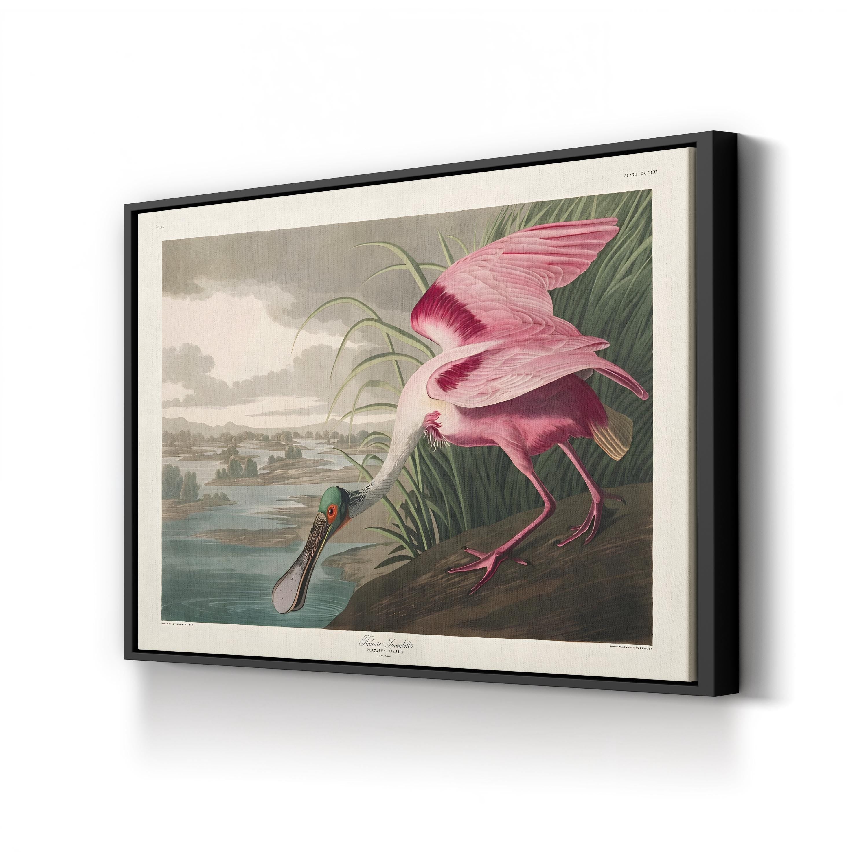 Roseate Spoonbills II Wall Art – Vintage Wildlife Bird Illustration Canvas