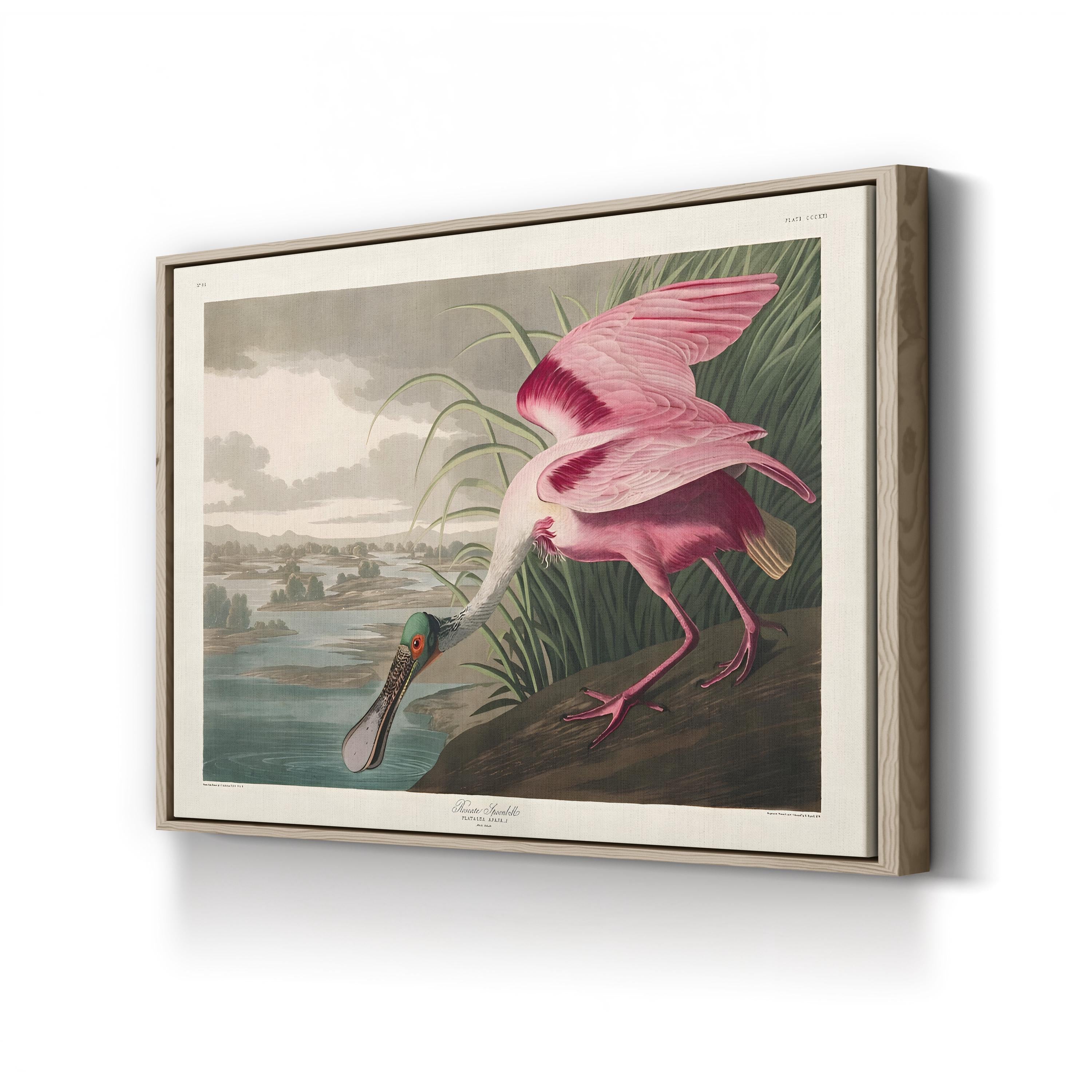 Roseate Spoonbills II Wall Art – Vintage Wildlife Bird Illustration Canvas